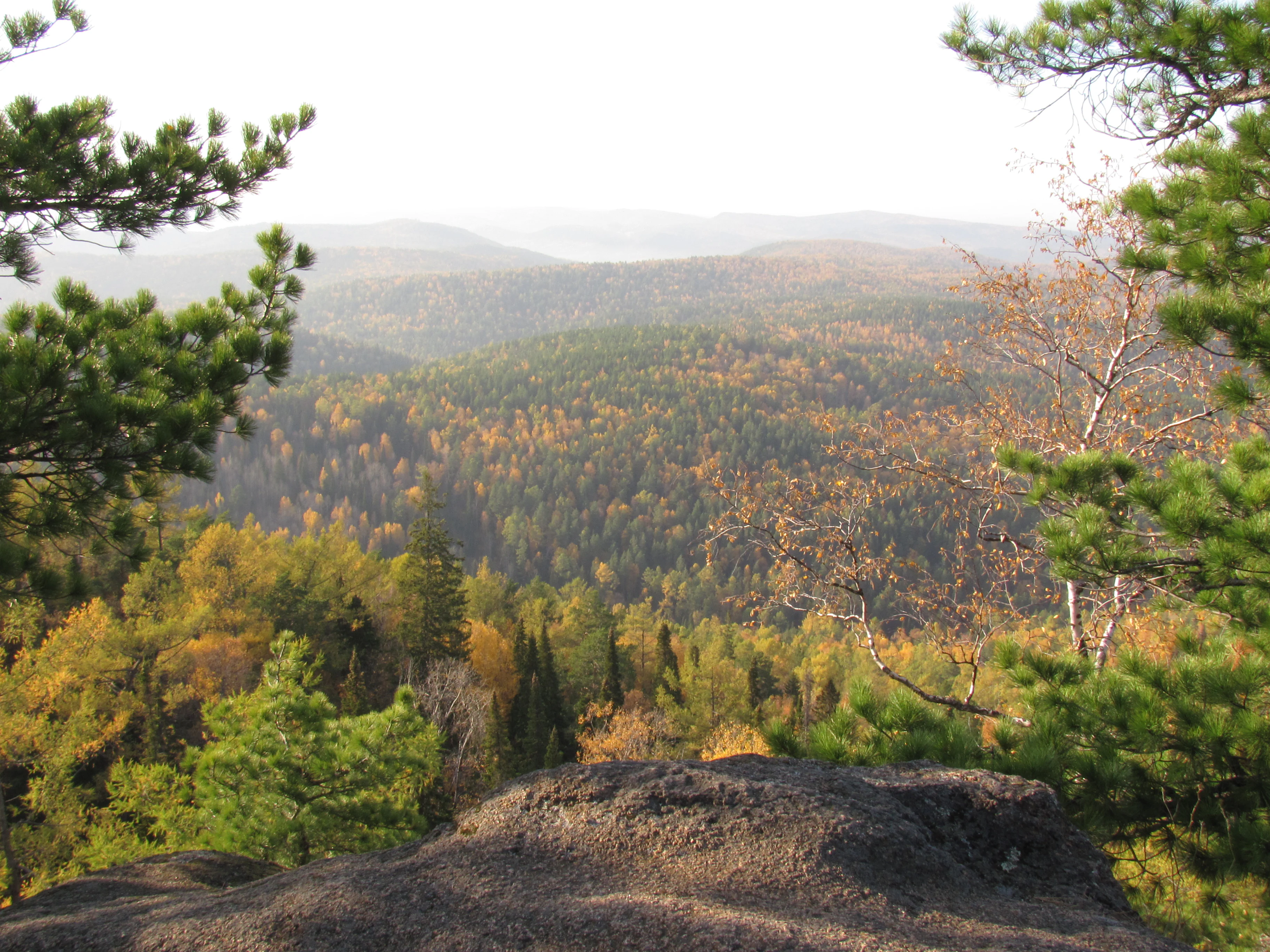 A high vantage point looking out over a dense, hilly forest in autumn, with golden and green trees stretching to the horizon, framed by pine branches in the foreground.