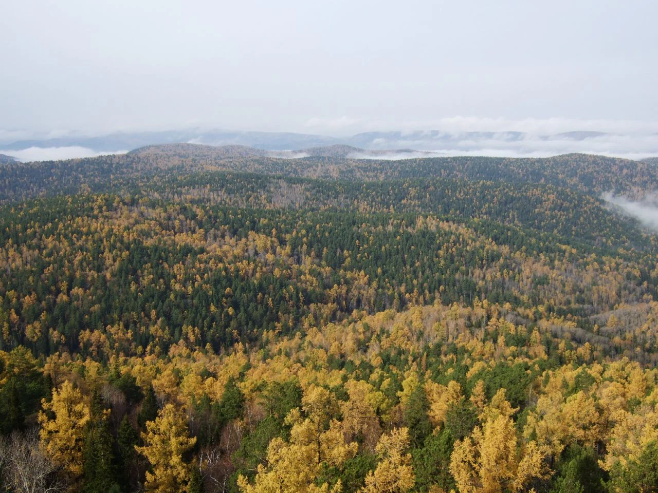 An elevated view of a vast forest featuring a mix of green conifers and golden autumn deciduous trees, with misty mountain ridges in the distance under a pale sky.