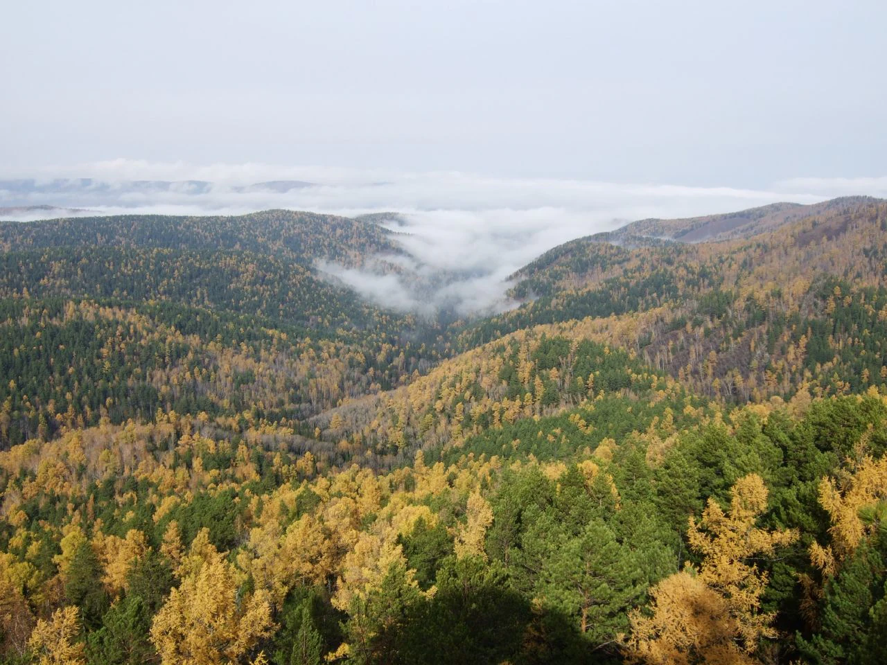 High-angle view of a dense coniferous and deciduous forest during autumn, with patches of mist or low clouds resting in the mountain valley.