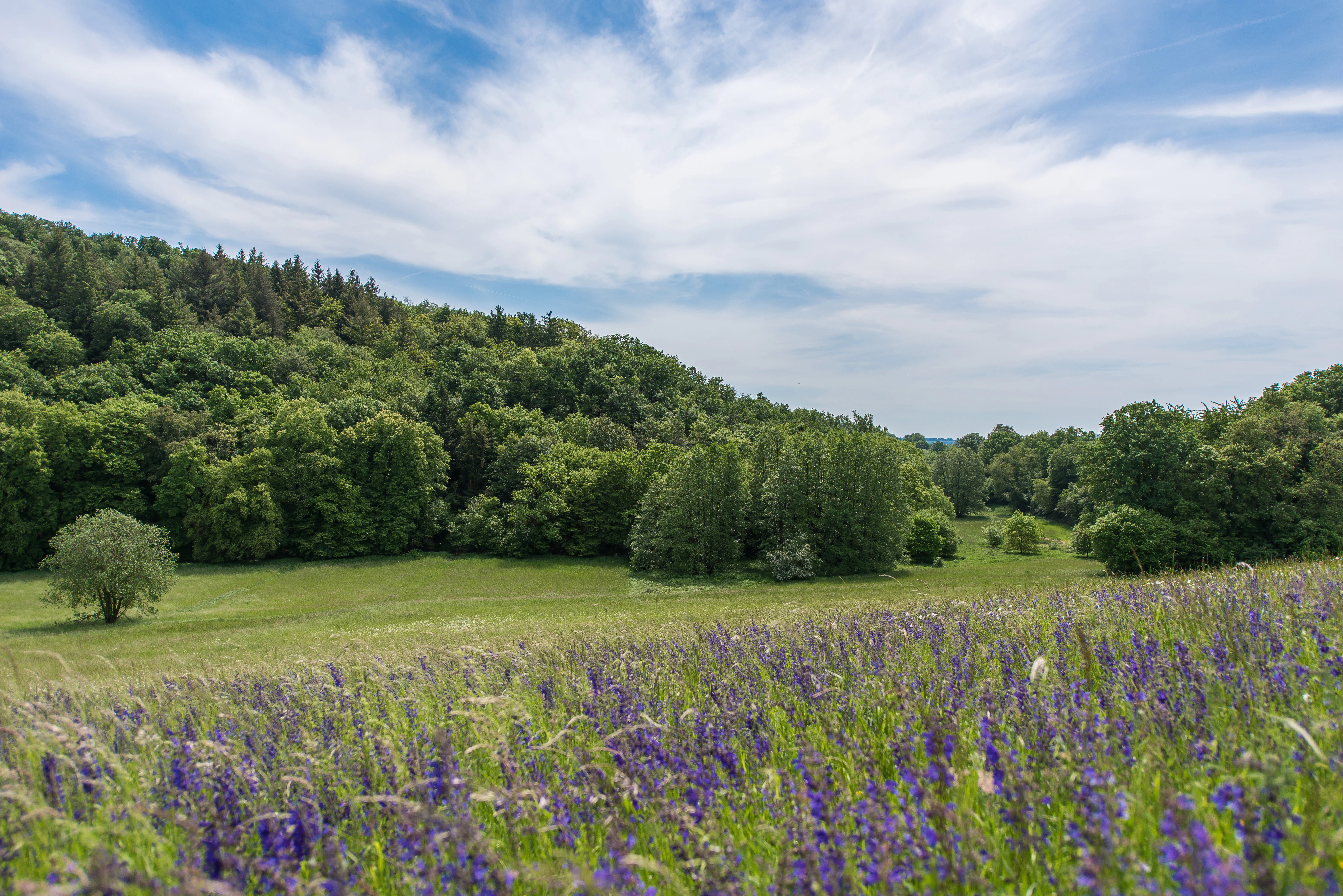 Wide shot of a vibrant purple wildflower meadow in the foreground, leading to a grassy field and a lush green forest hillside under a sky with scattered white clouds.
