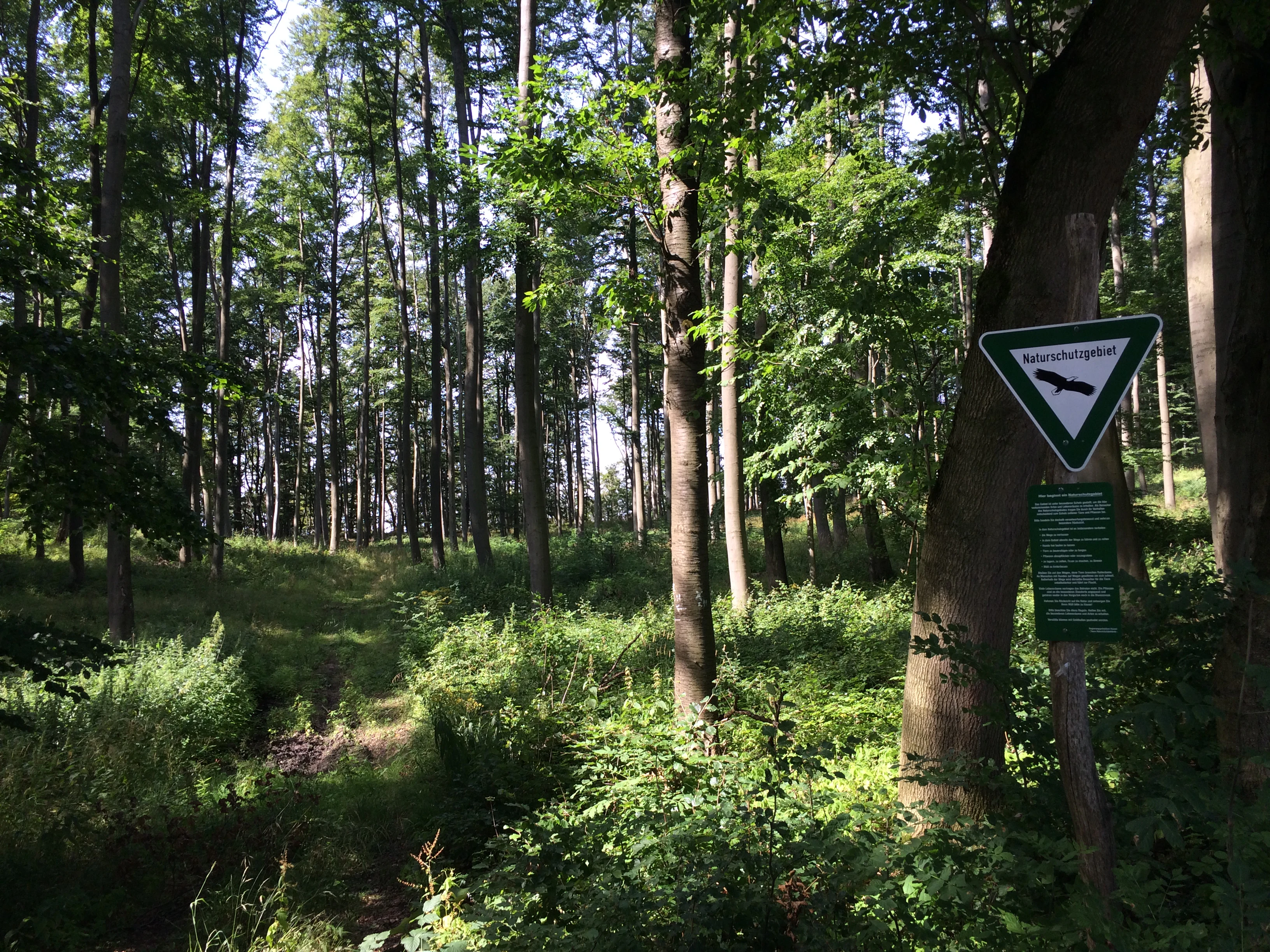 A dirt trail winds through a dense forest with tall trees and green undergrowth, marked by a triangular trail sign on a wooden post in the foreground.