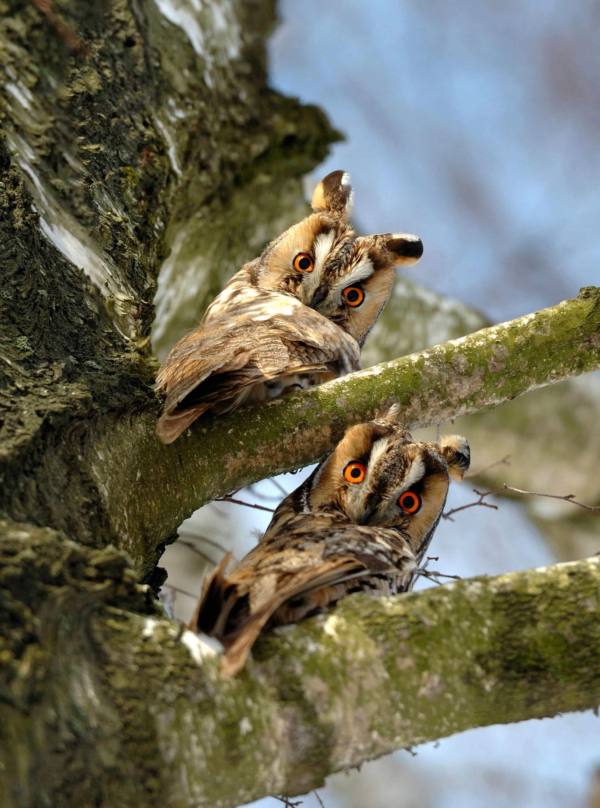 Two brown and white owls with orange eyes perched on a tree branch.