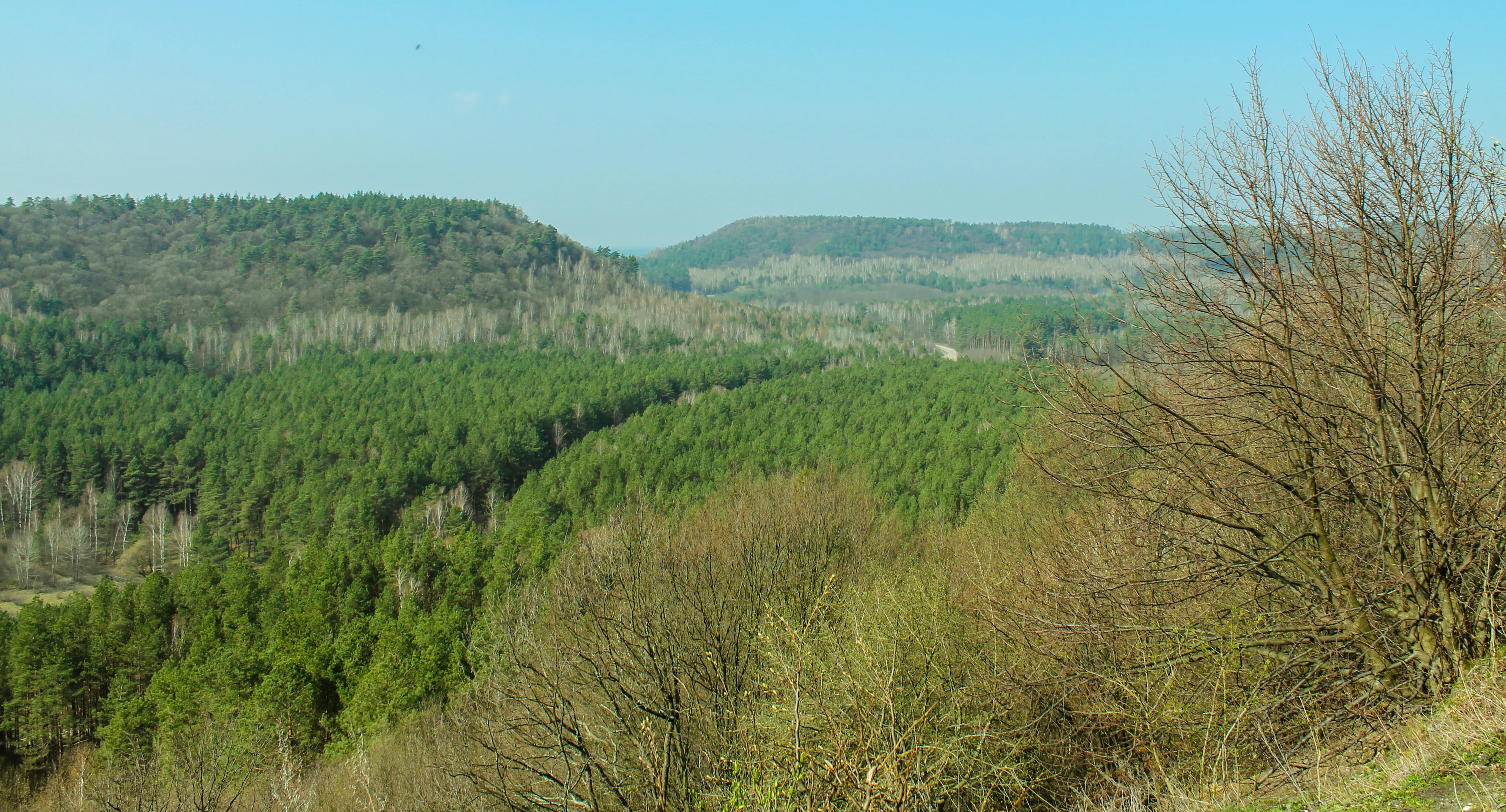 Wide landscape view of forested hills and valleys under a clear blue sky, with sparse trees in the foreground and dense green forests extending into the distance