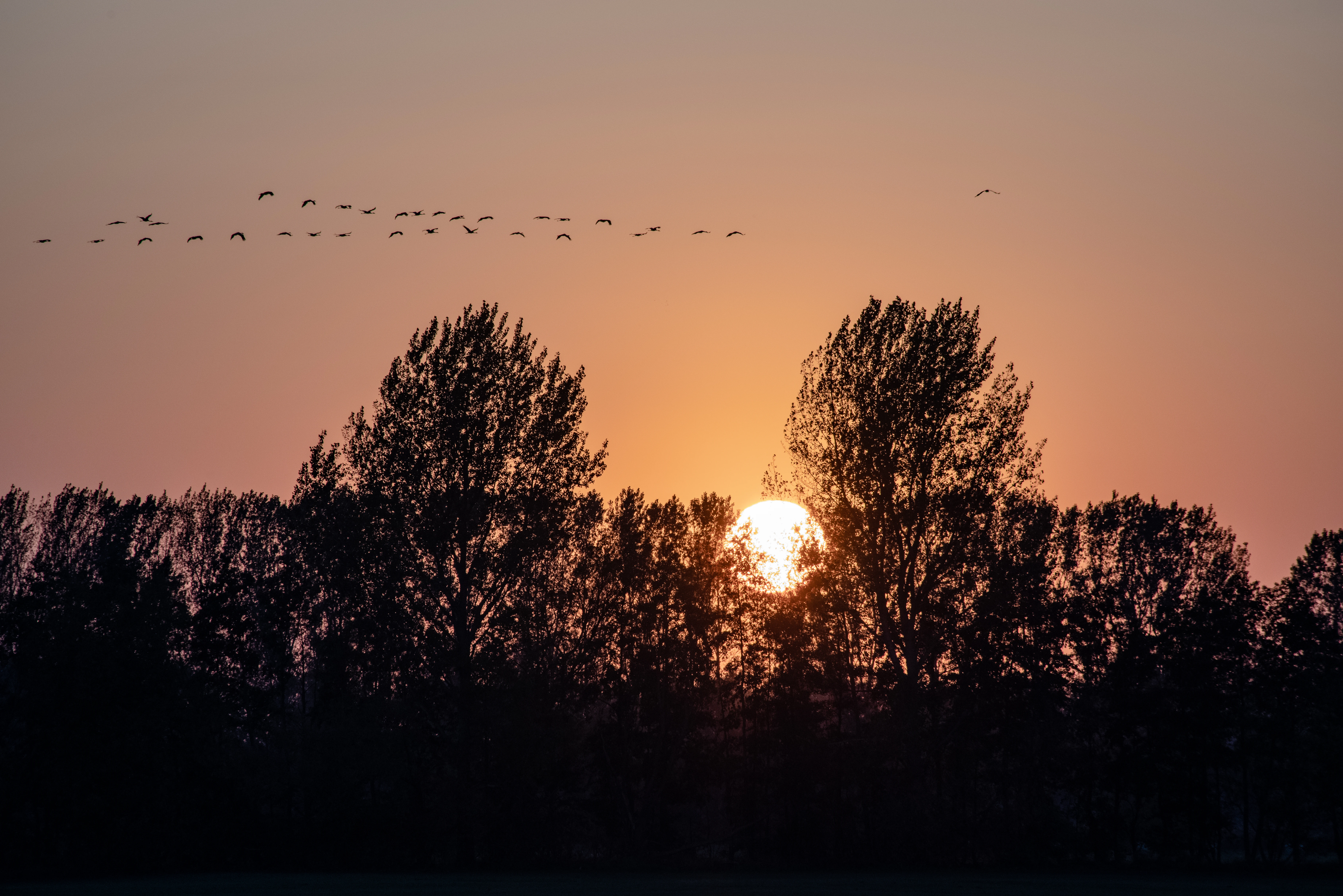 A flock of birds silhouetted against a golden sunset sky above a dark treeline.