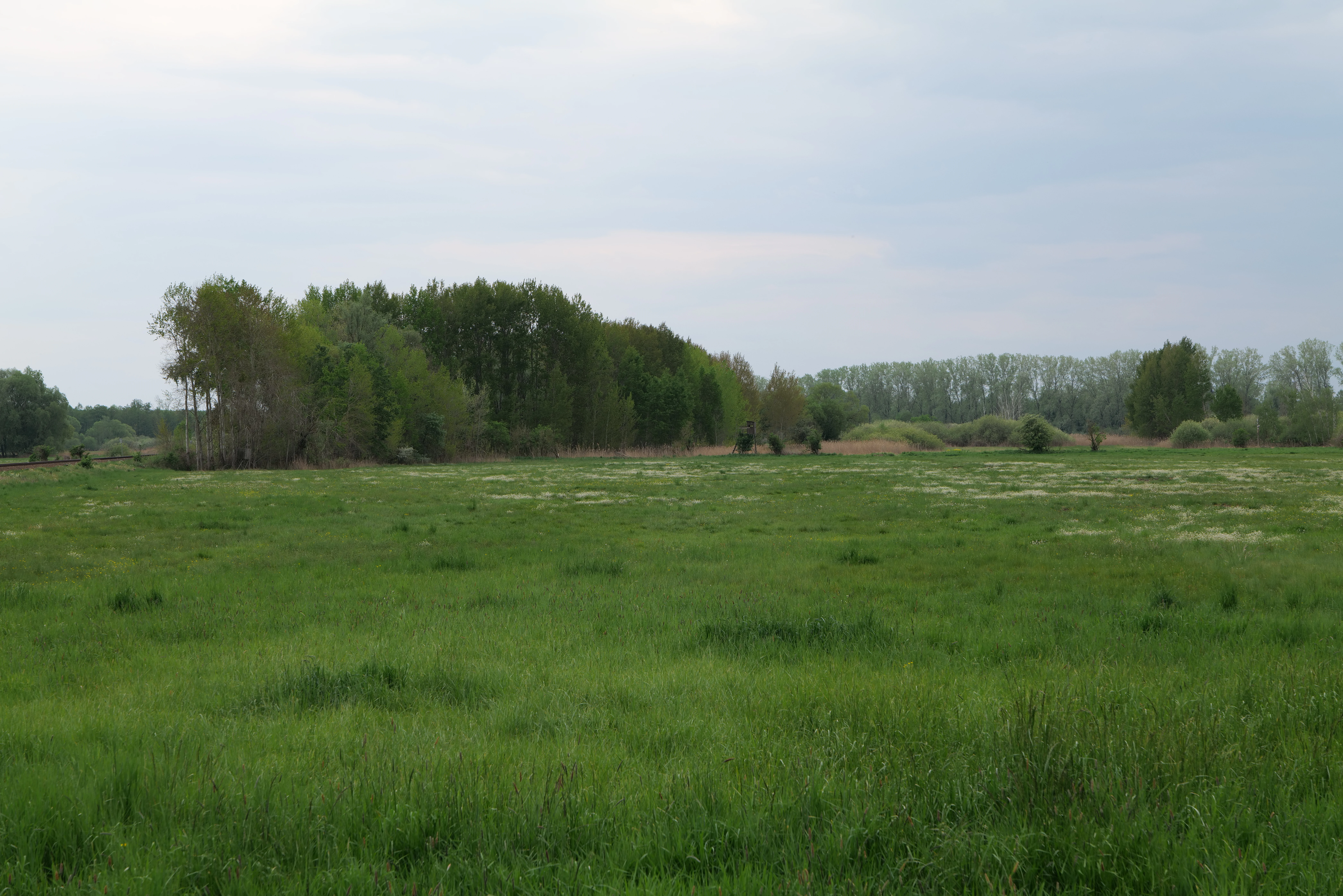 Wide landscape shot of a green, grassy meadow in the foreground with a dense line of trees in the middle distance under an overcast sky.