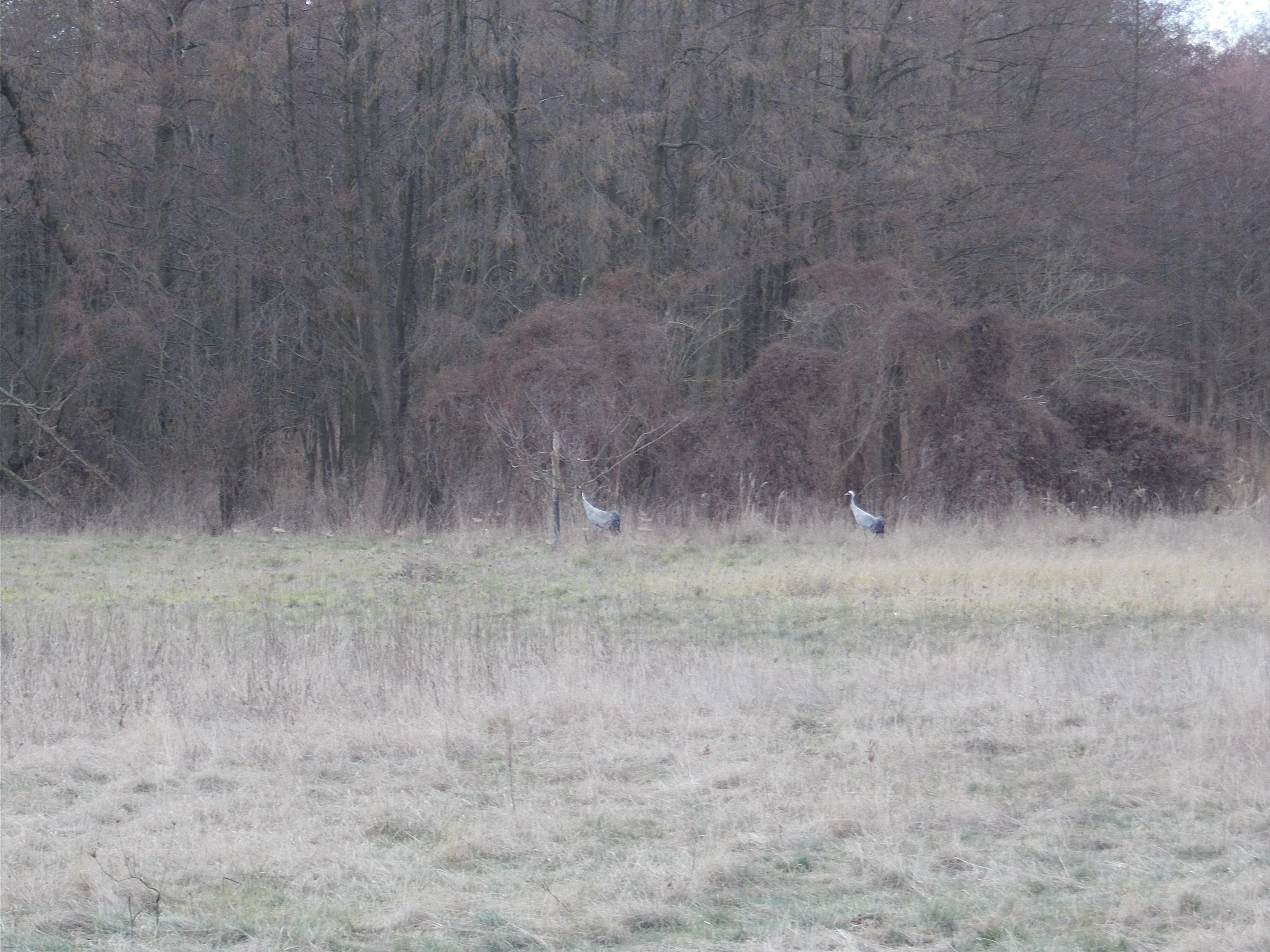 Two cranes standing in a grassy field in front of a dense, bare-branched forest.