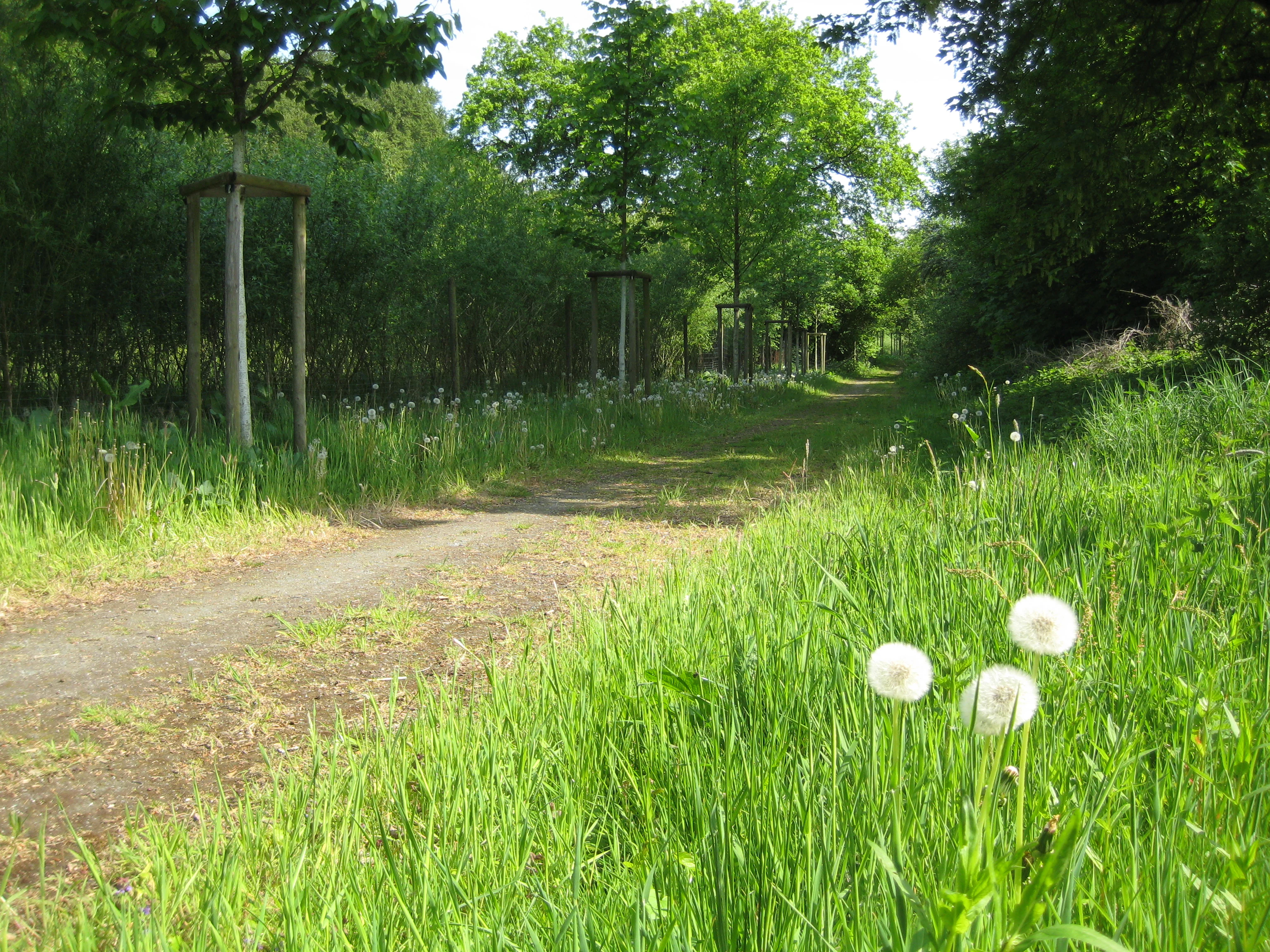A dirt path winds through a lush green woodland area with grass in the foreground and young trees supported by vertical wooden stakes in the midground.