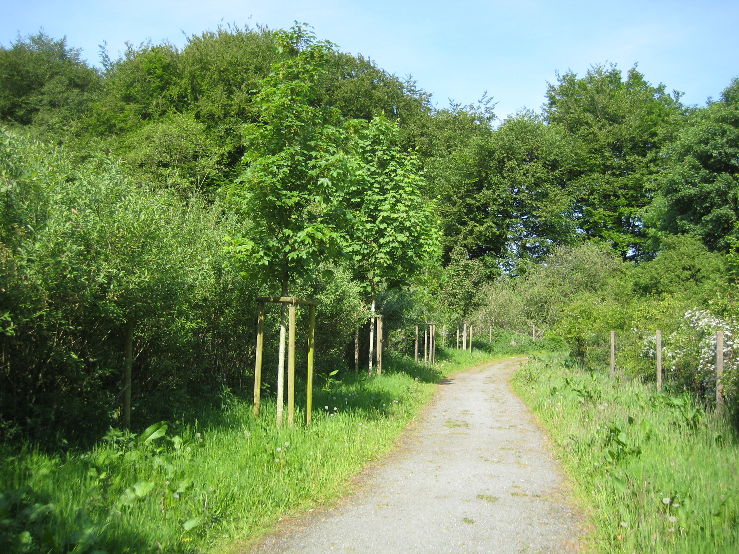 A dirt walking path winding through a lush green forest with young trees supported by wooden stakes lining the side.
