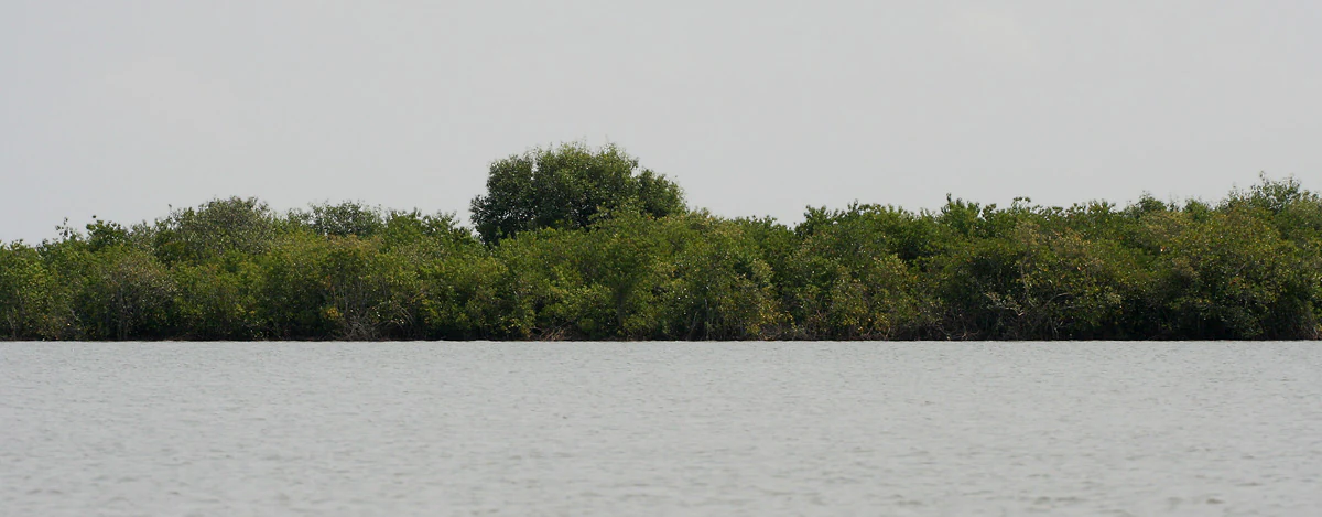 A wide view of a dense line of green mangrove trees bordering a calm, grey river under an overcast sky.