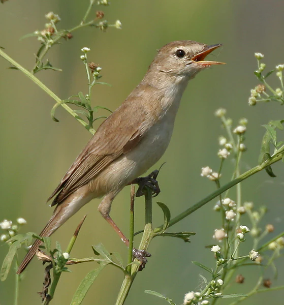A small light brown bird with a pale belly, identified as a Sykes's Warbler, perching on a thin green stalk with small white flowers.
