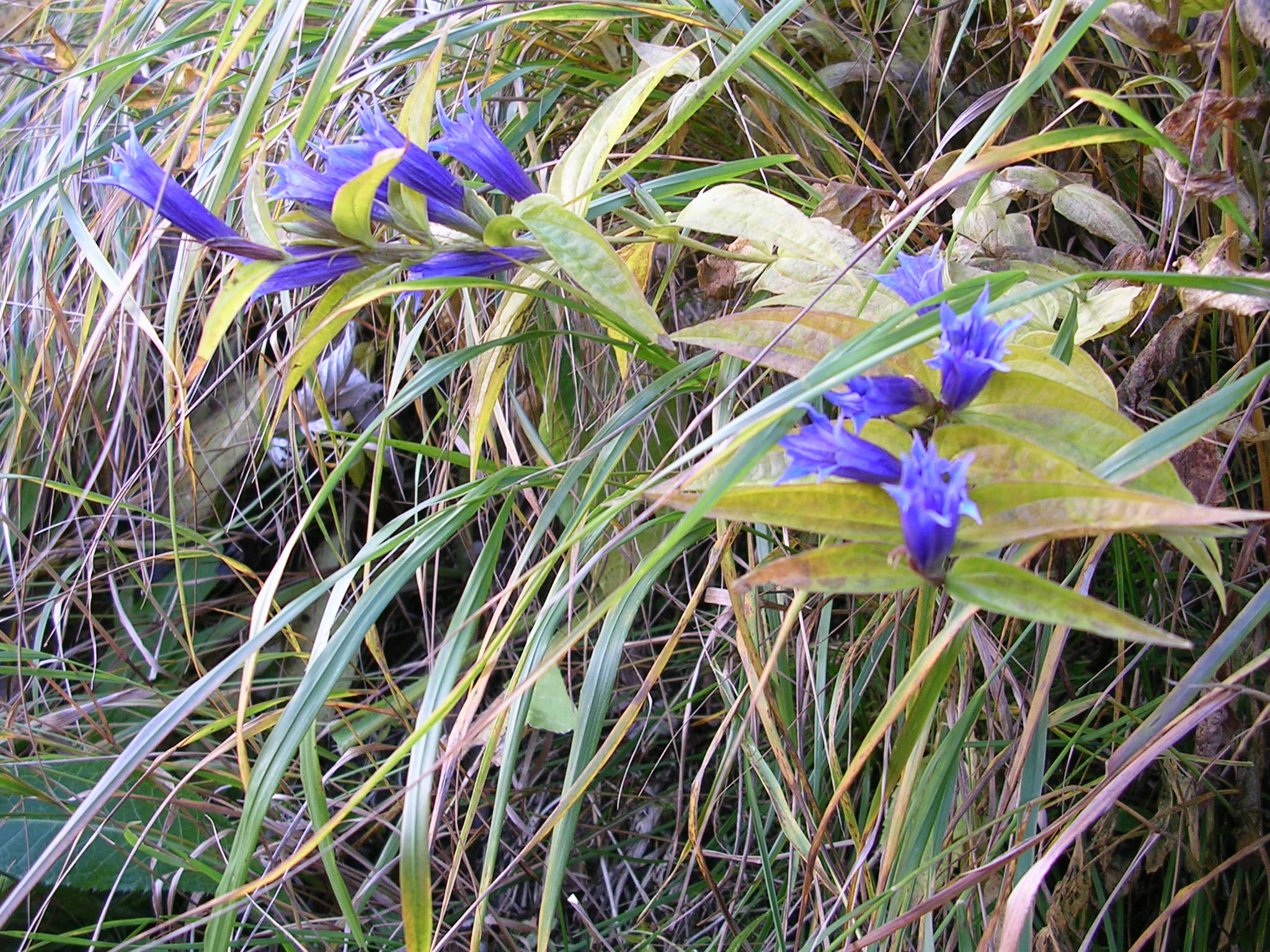 Purple bell-shaped flowers with green leaves growing among tall grasses