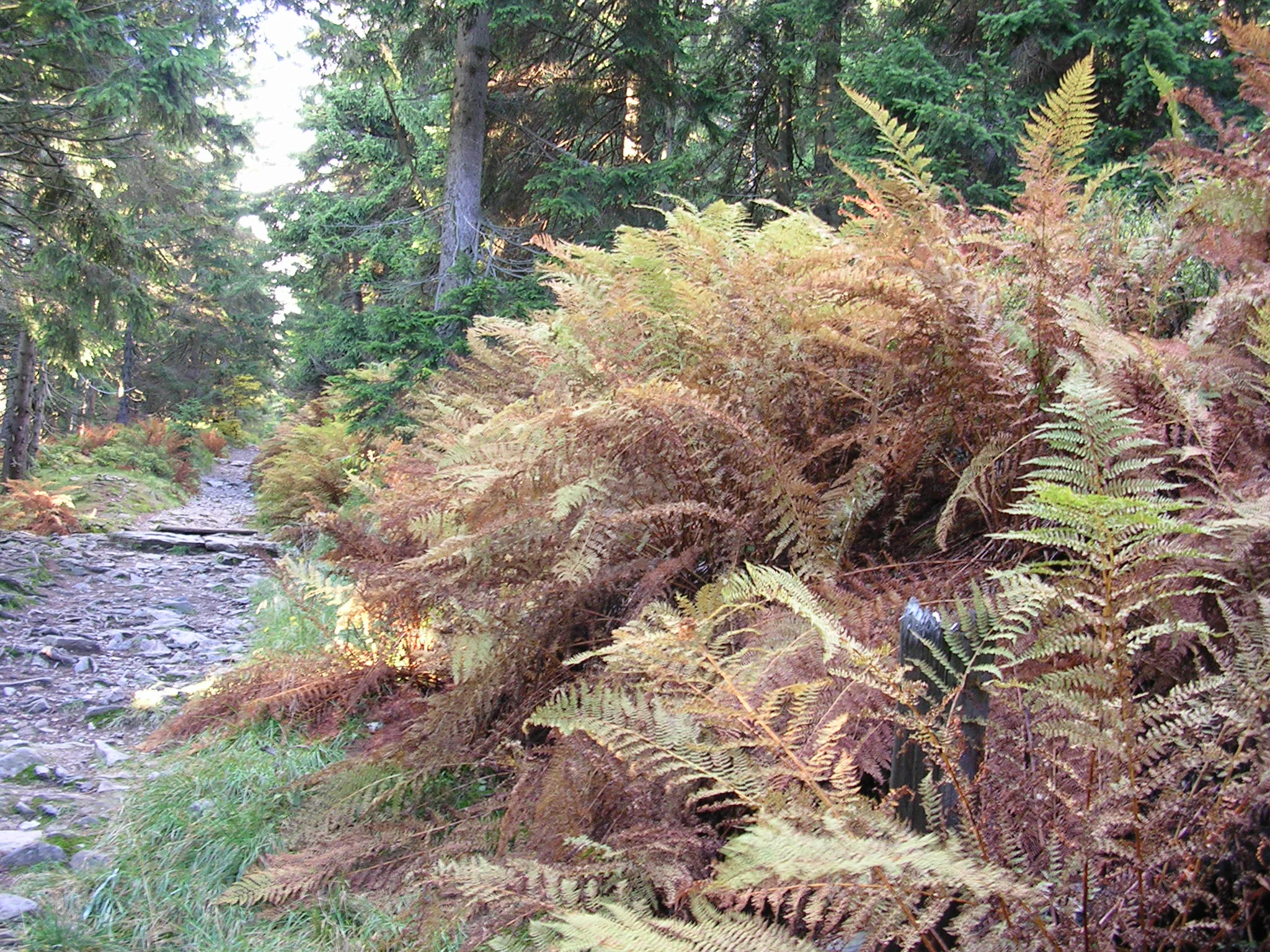 Ferns and a stone path in a forested area