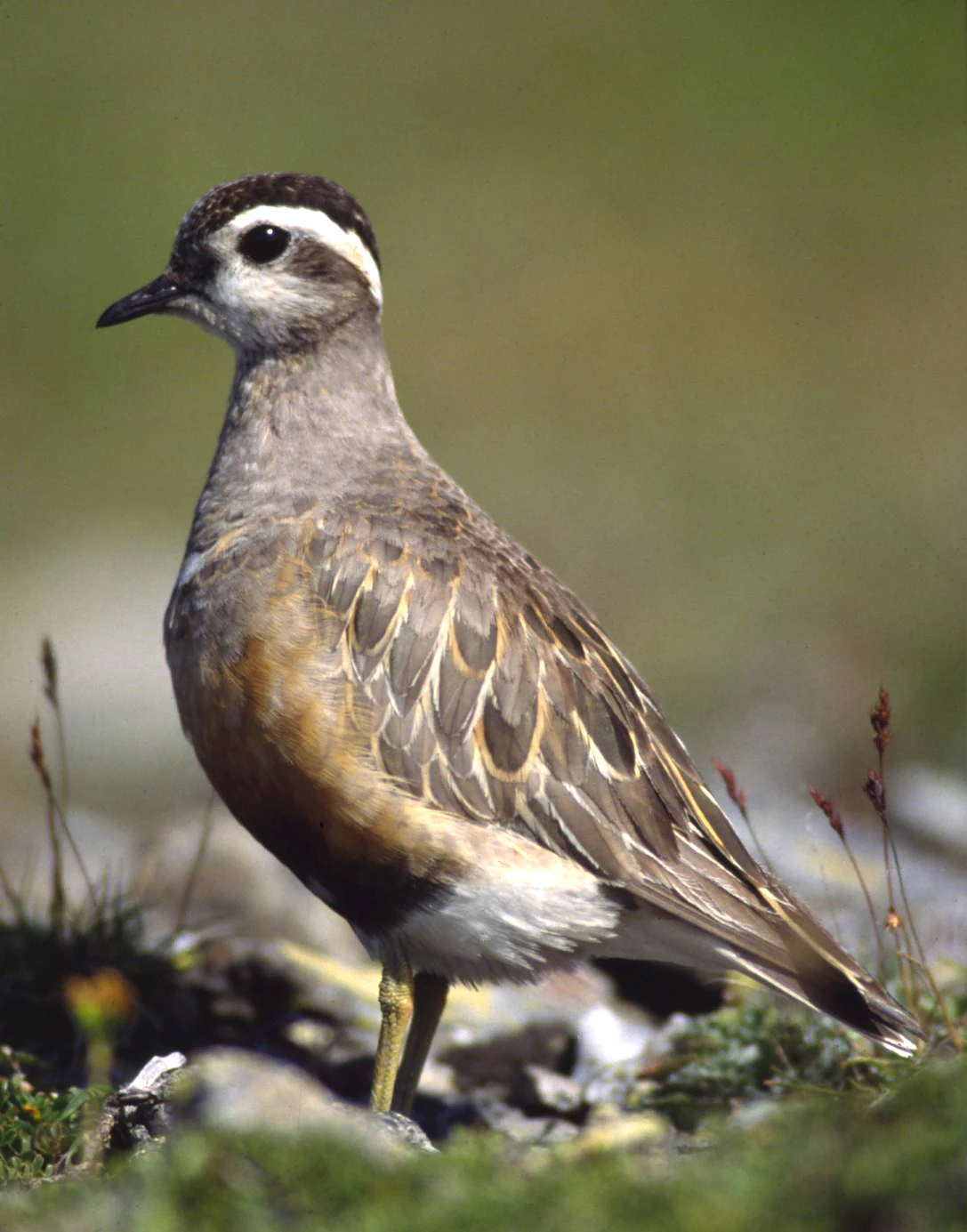 A small bird with brown and white plumage, black beak, and distinctive white and black markings on its head, standing on rocky ground with sparse green vegetation