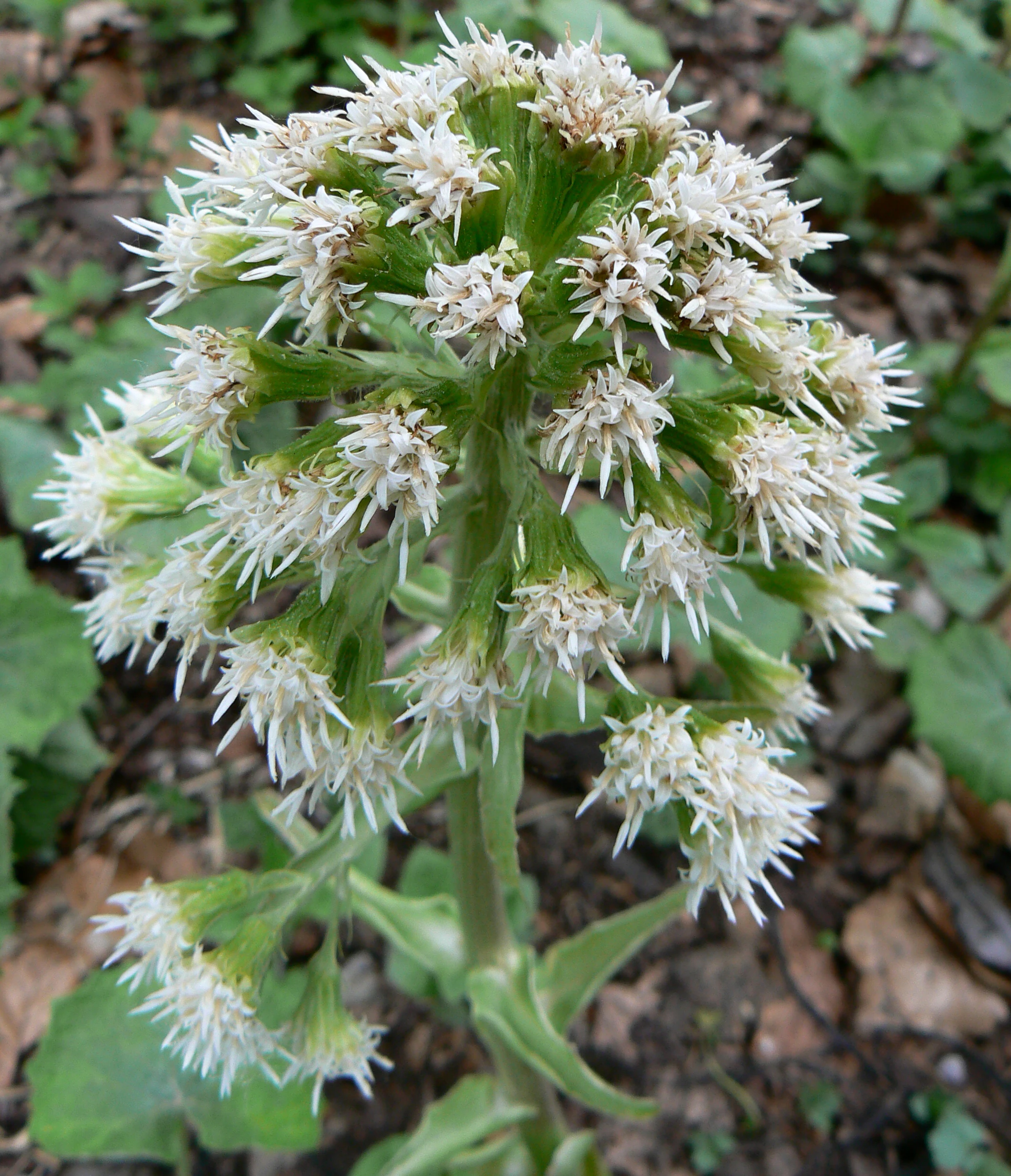 Close-up of White Butterbur plant with white star-shaped flowers and green stem in forest setting