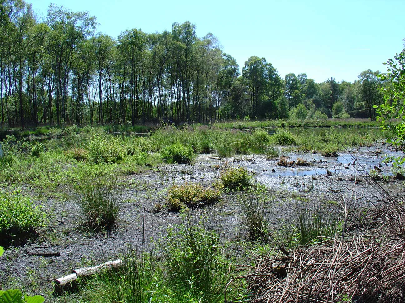 A marshy area with dark mud, patchy water, and green marsh plants, surrounded by a dense green forest under a clear sky.