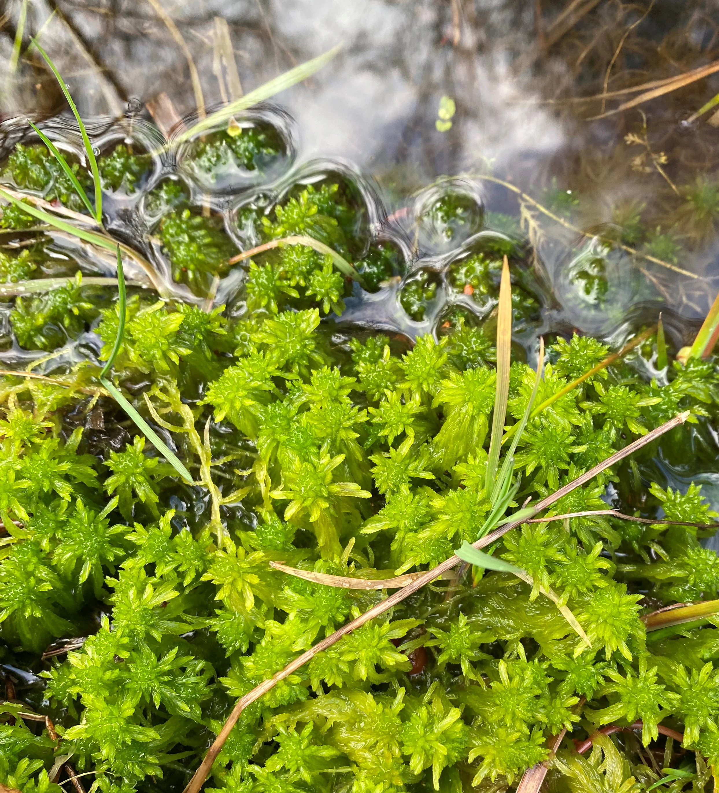 A close-up, top-down view of vibrant green sphagnum moss growing in and beside shallow, clear water.