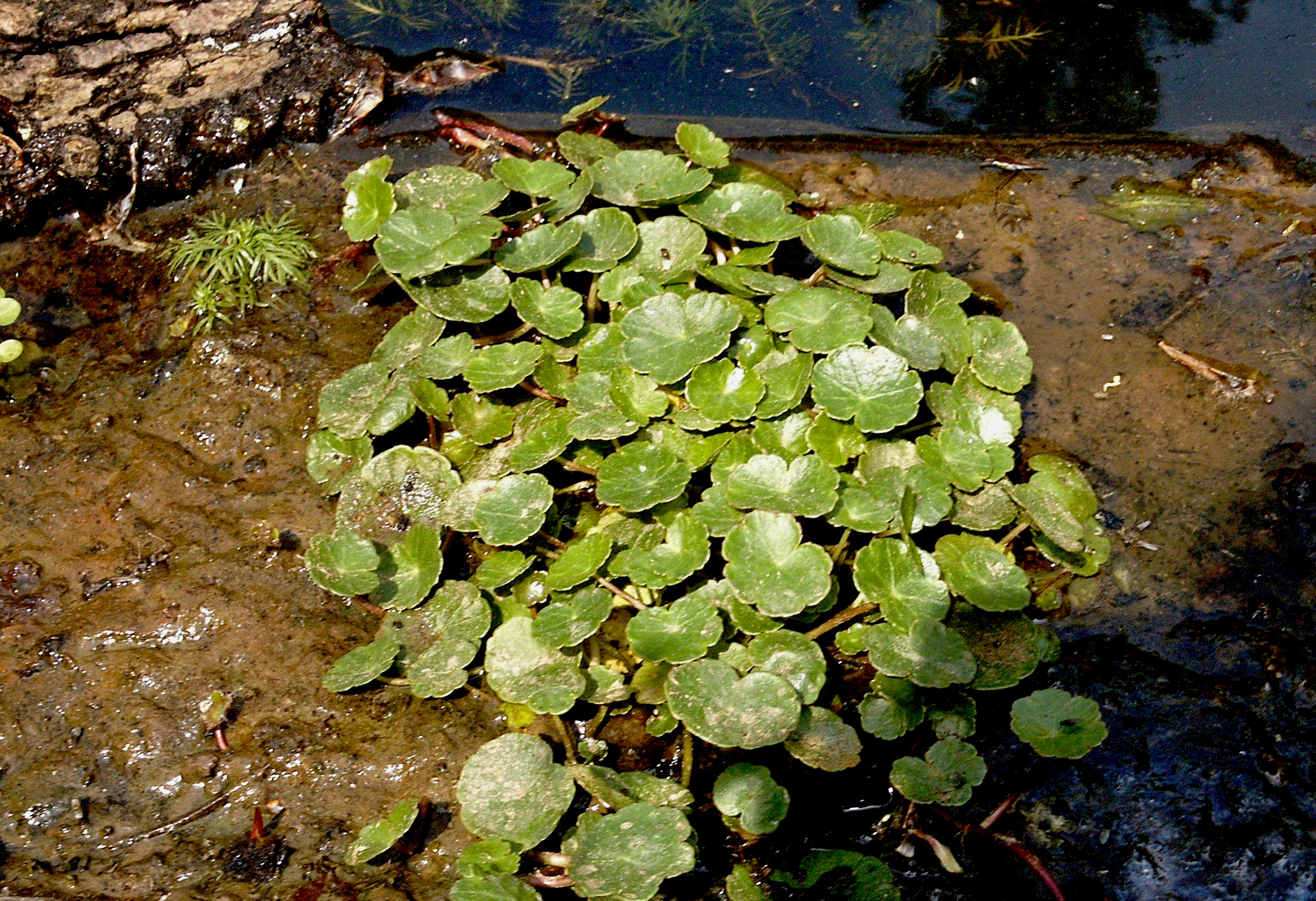 Close-up view of a clump of green, shield-shaped marsh pennywort leaves growing in a wet, muddy wetland habitat.