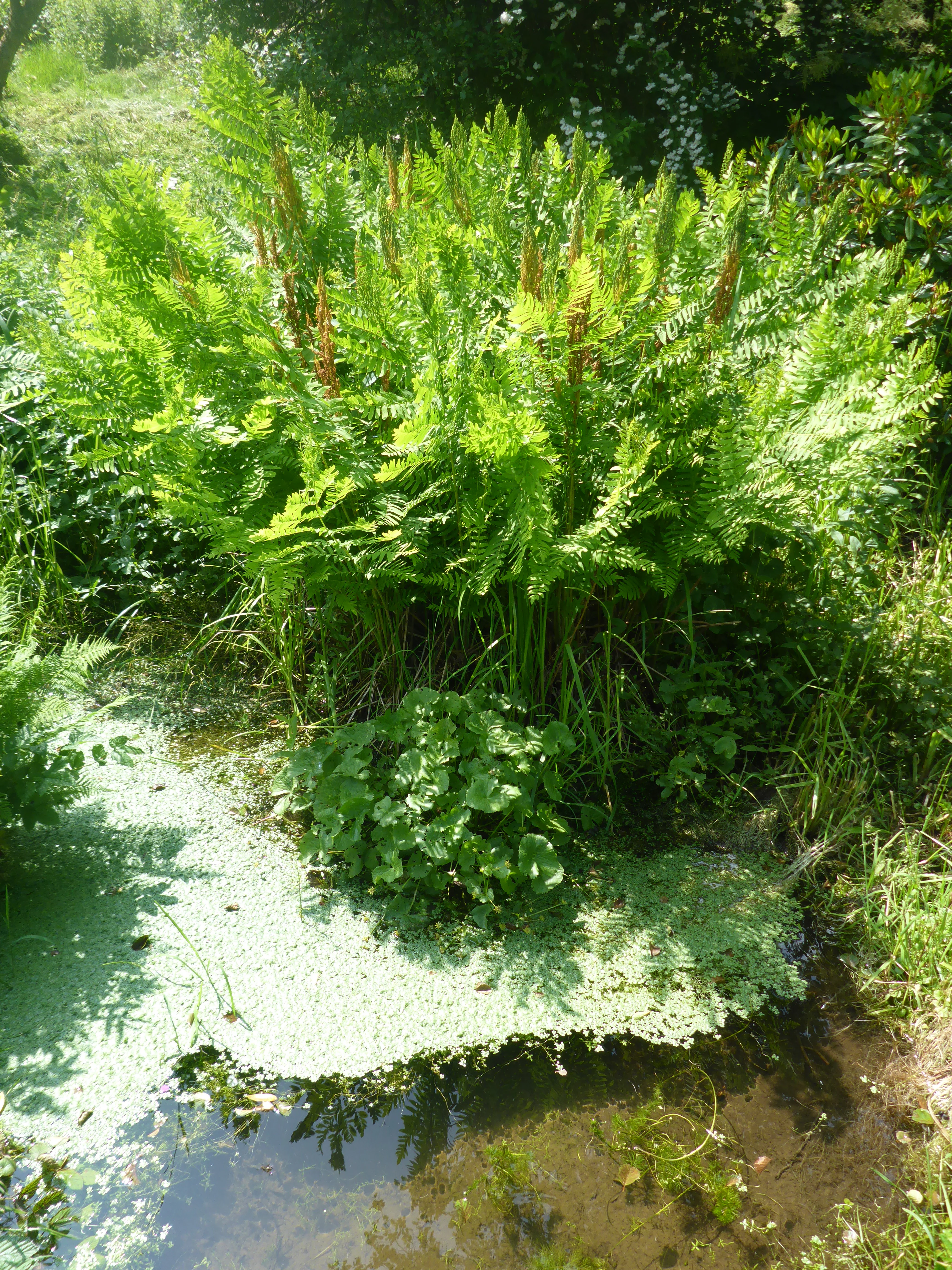 A bright green royal fern with tall, upright fronds growing near a small, still body of water covered in green duckweed.