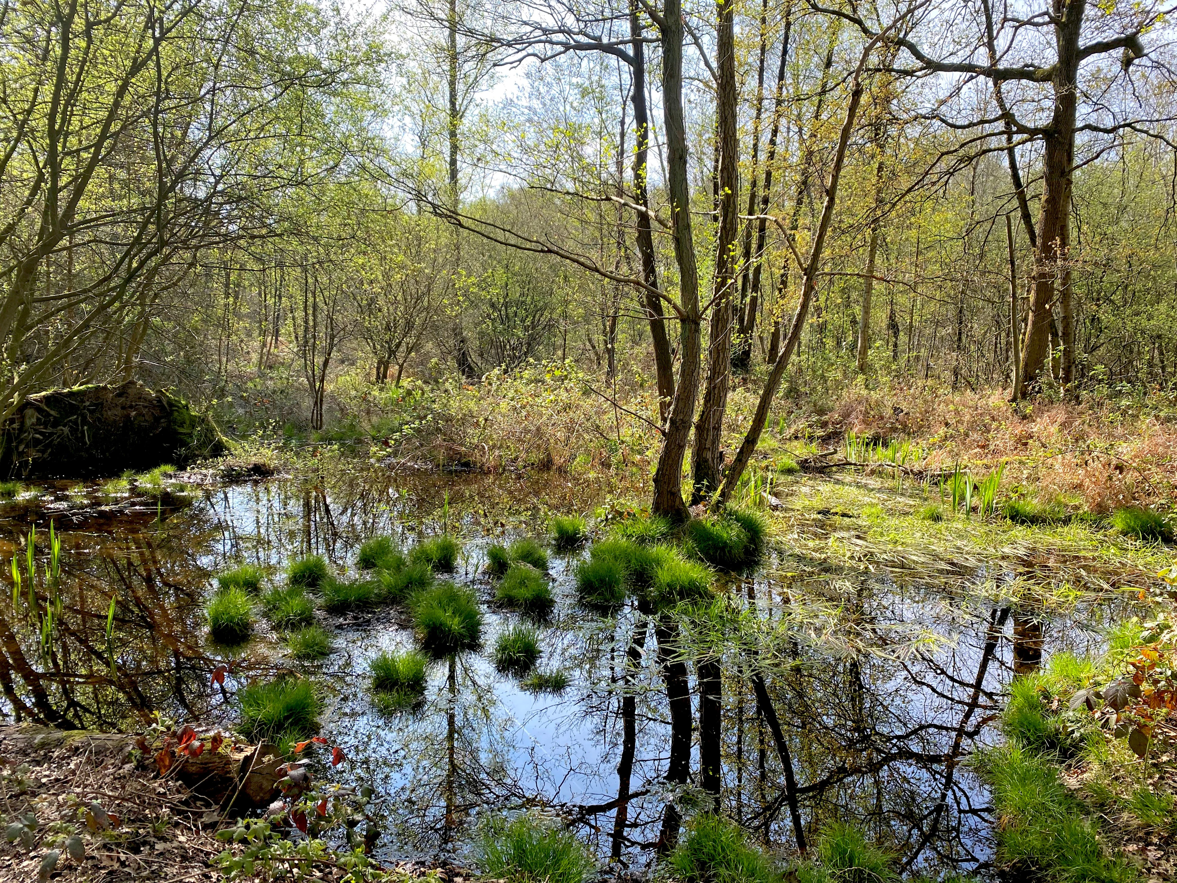 A small woodland pond or swampy area in a forest with grassy tussocks growing out of the water and reflections of trees on the surface.