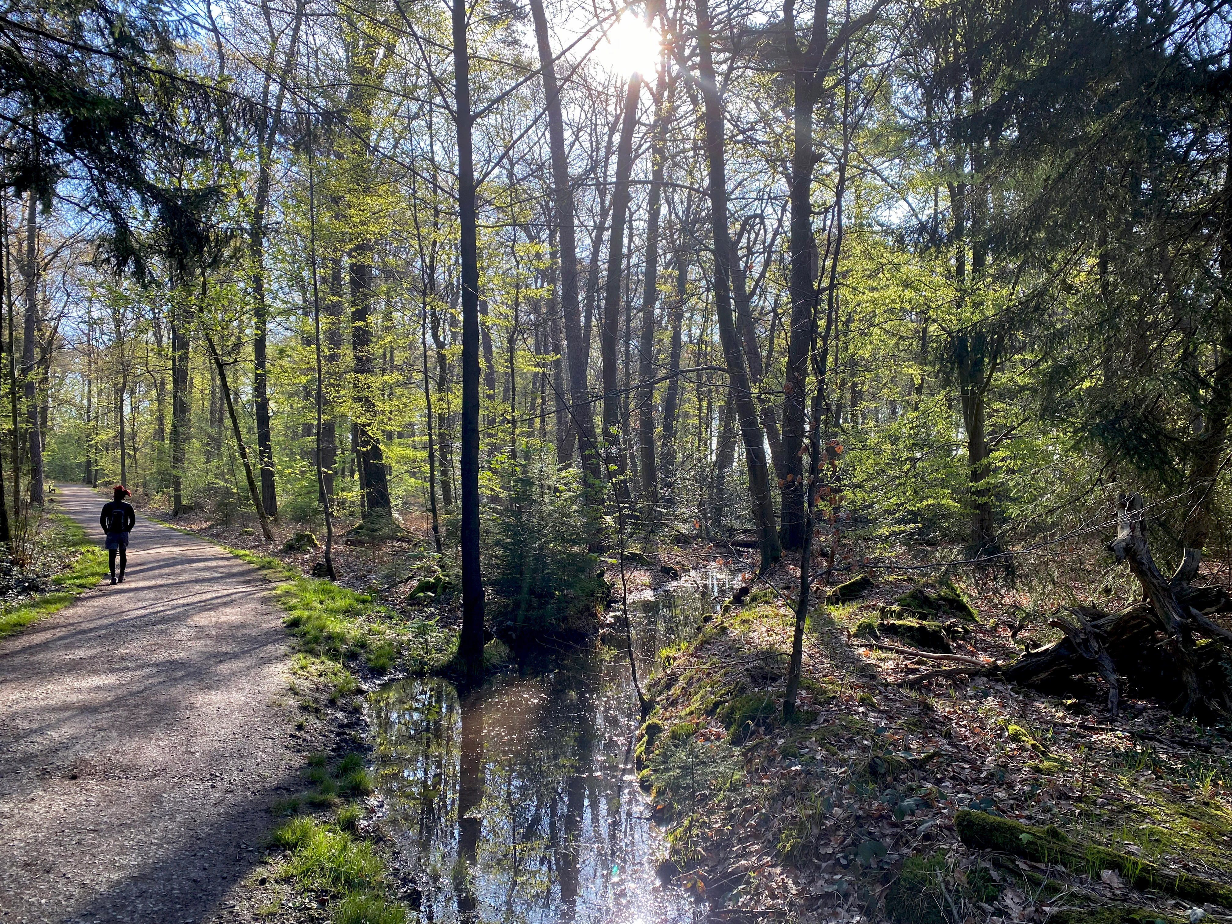 A dirt hiking trail runs along a small forest stream in a woodland area with sun shining through the trees.
