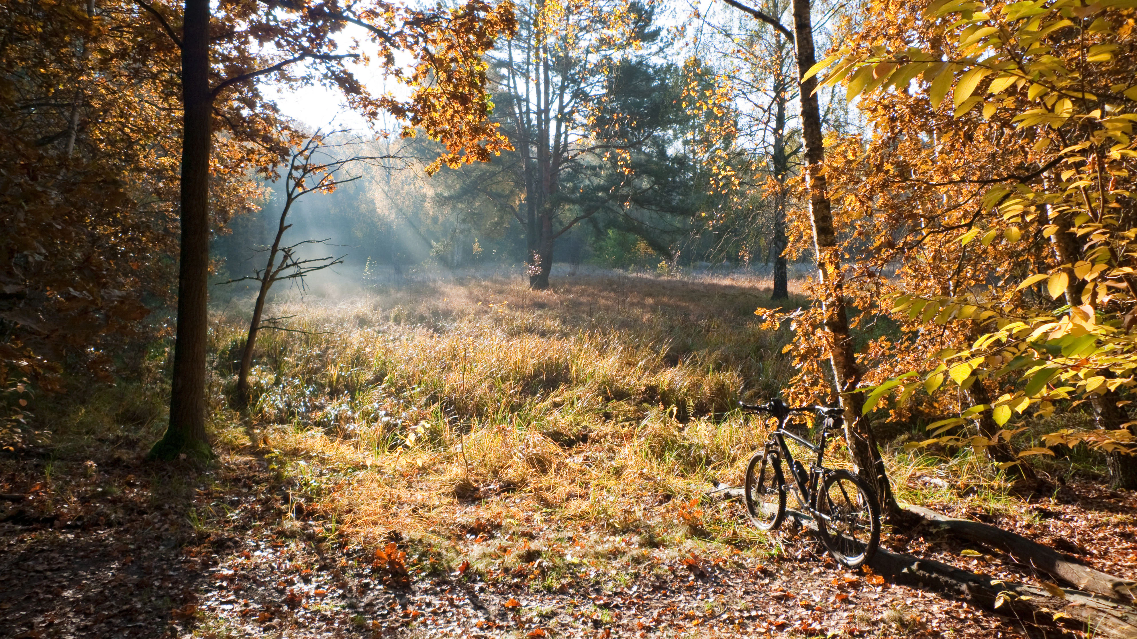 A bicycle parked near trees in an autumnal forest at Krumme Lake, with sunlight streaming through the leaves onto a grassy clearing.