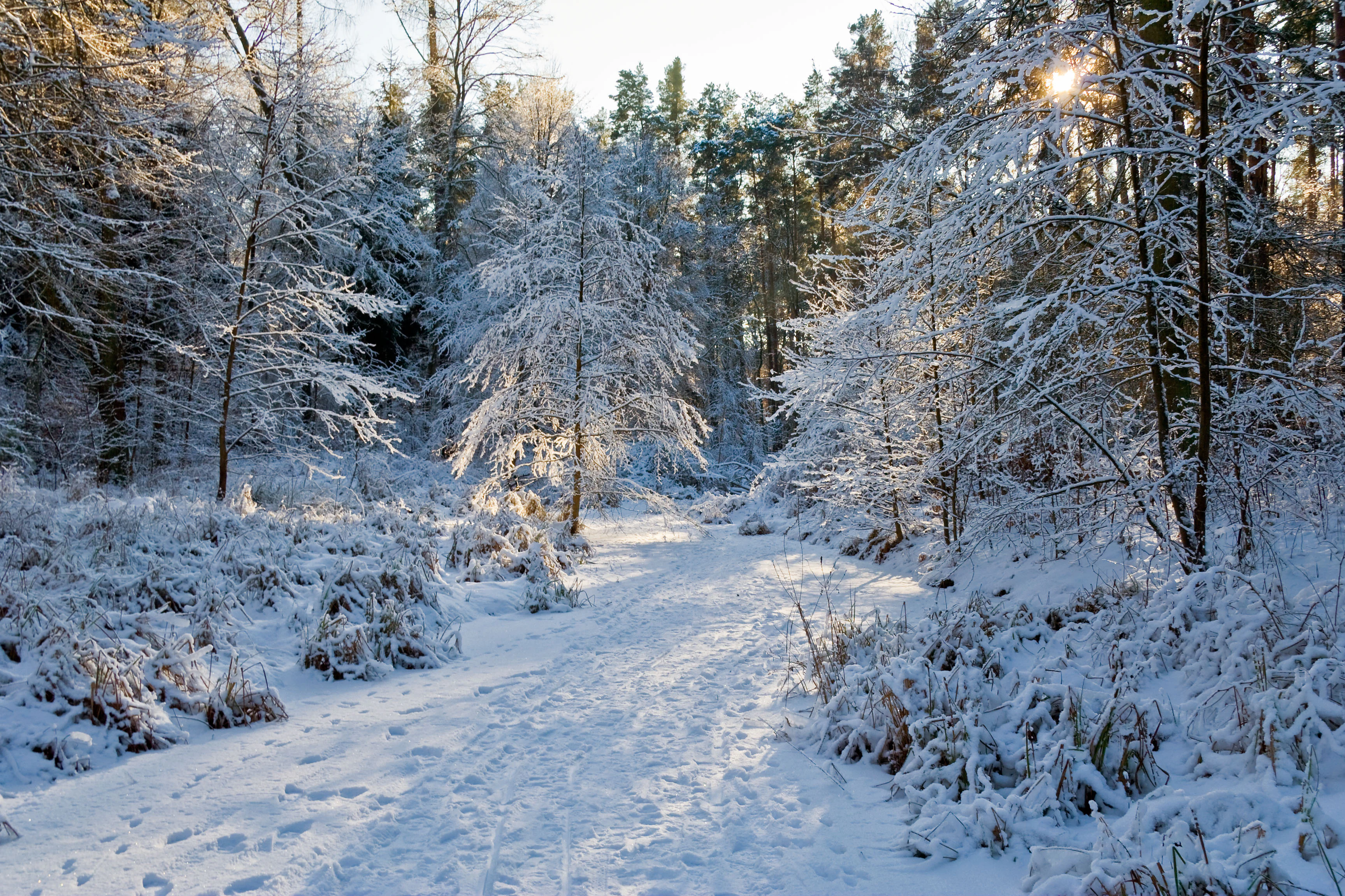 A snow-covered forest trail surrounded by trees blanketed in light snow, with bright sunlight filtering through the canopy.