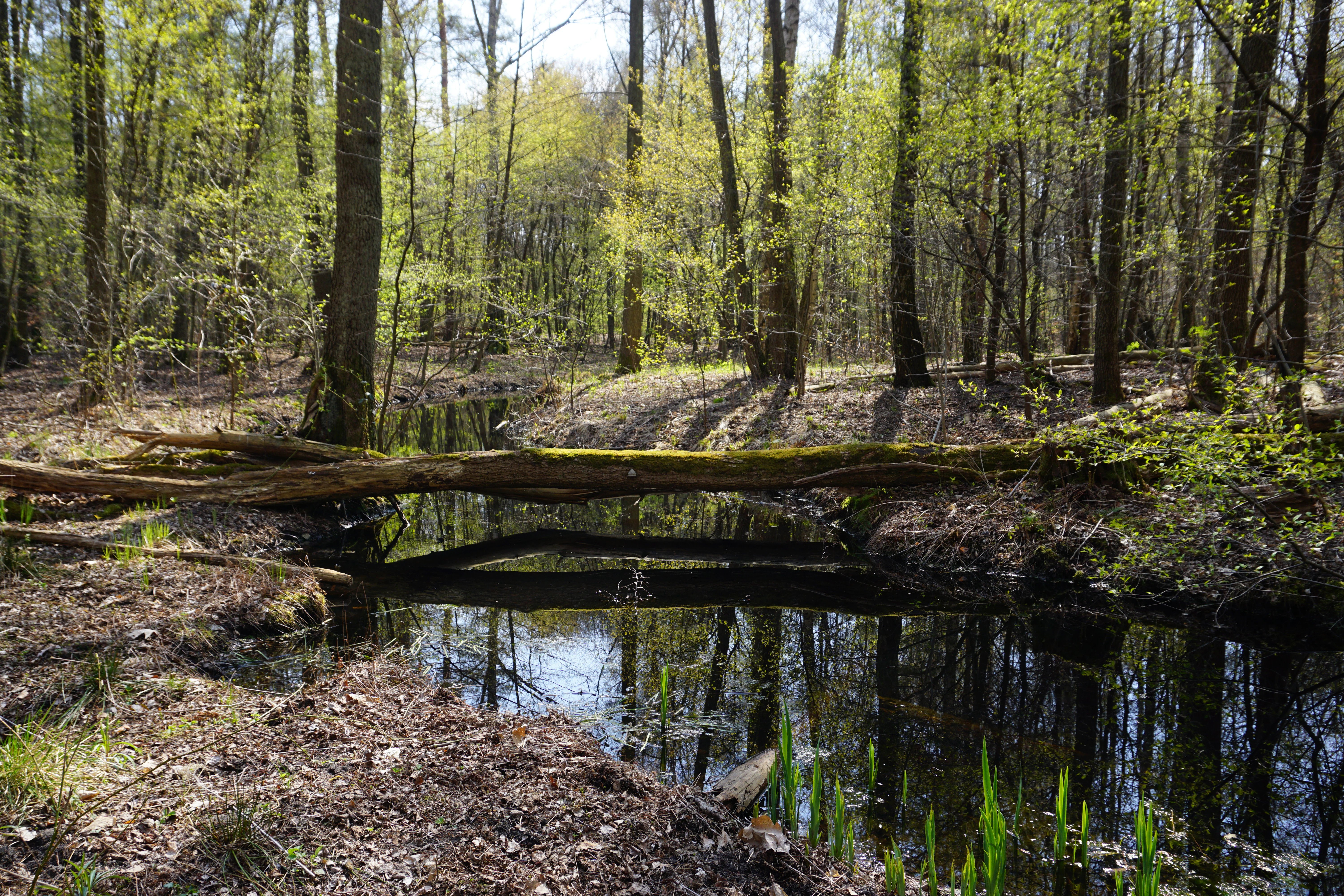 A peaceful stream winds through an alluvial forest in spring with a fallen log crossing the water and sunlight filtering through the fresh green leaves.