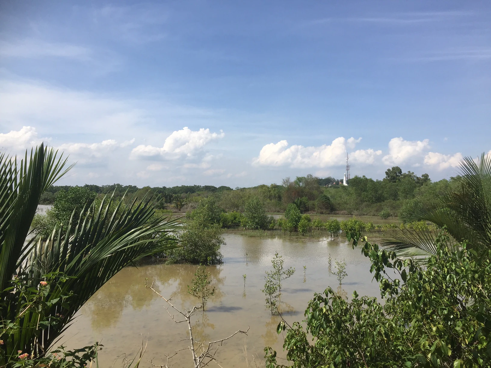 A wide view of a murky, calm lake with small, sparse trees growing out of the water, framed by palm fronds in the foreground and a blue, cloudy sky above.