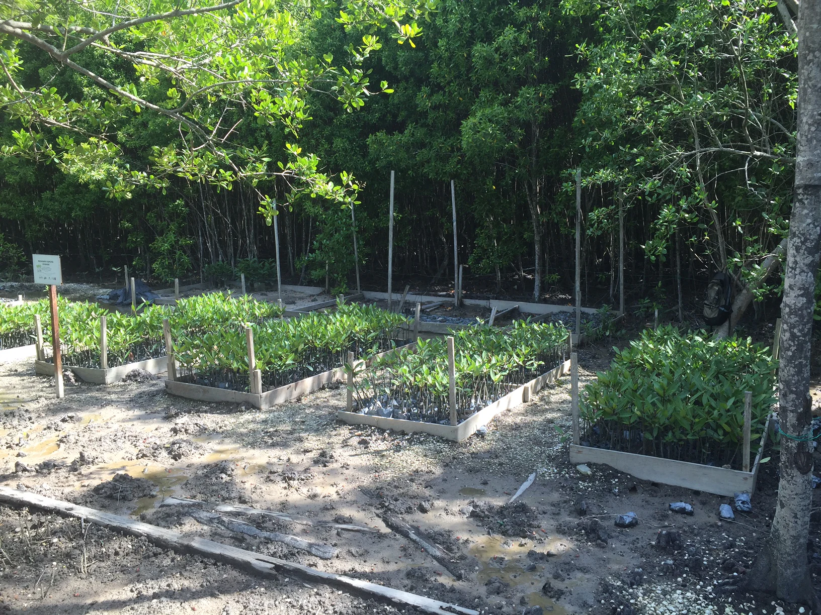 Rows of young mangrove saplings growing in raised nursery beds against a backdrop of mature forest.