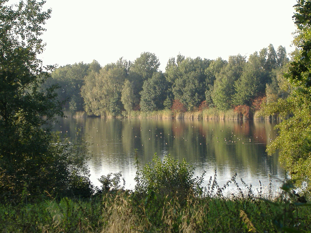 A serene lake surrounded by a dense forest under a clear sky, with reflections visible on the water surface.