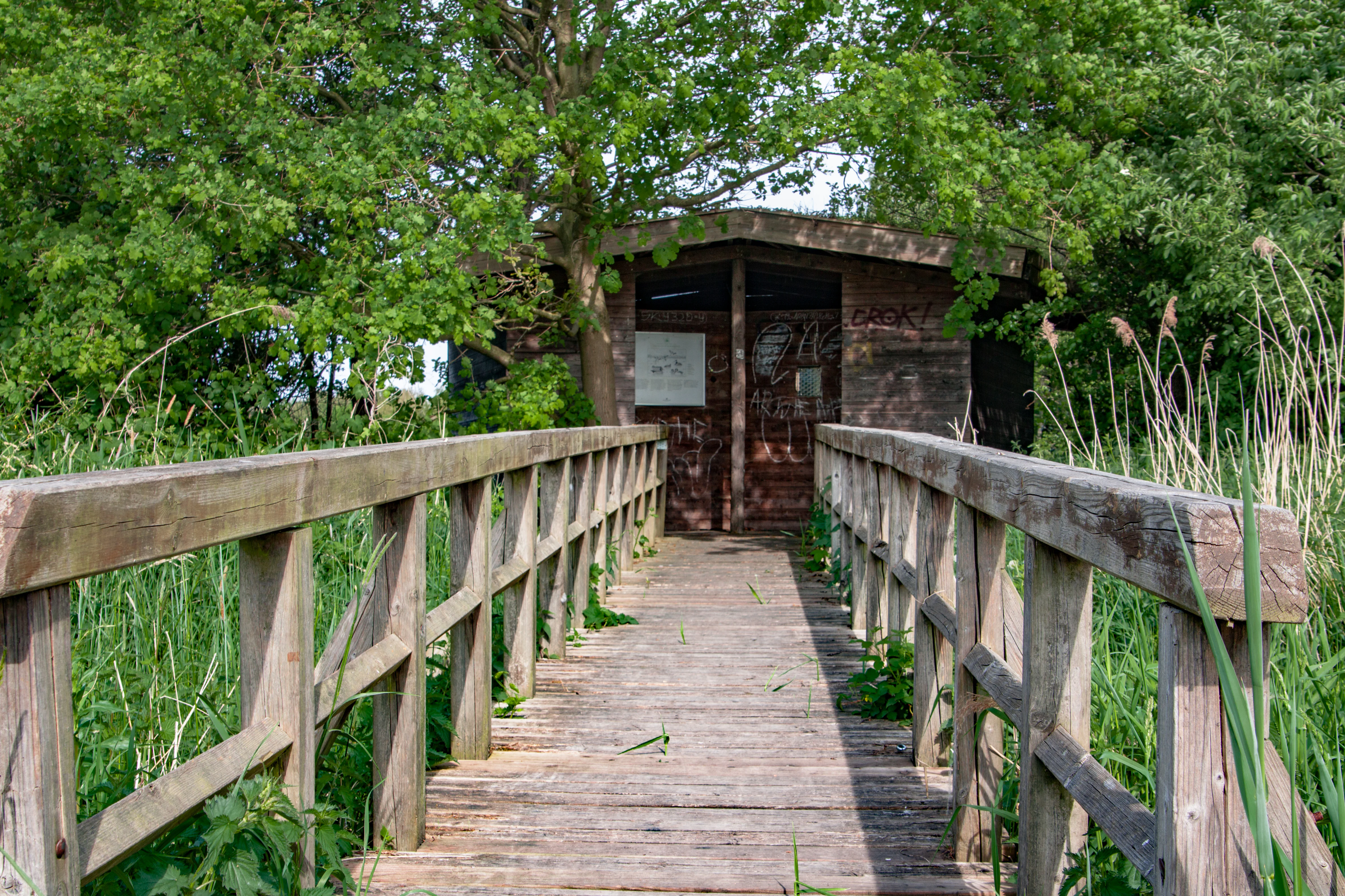A wooden footbridge leads through green reeds to a small, weathered wooden observation structure surrounded by trees.