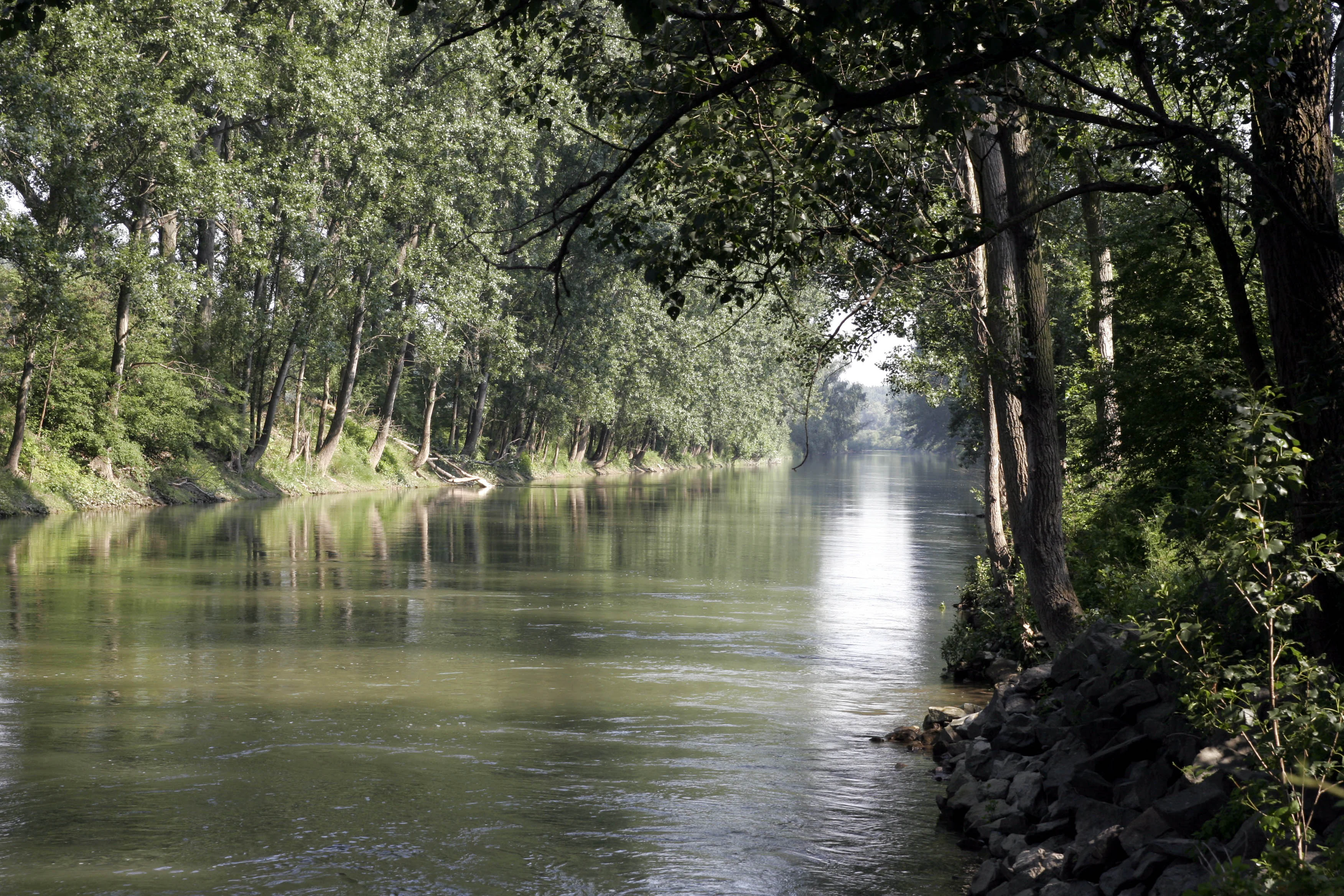 A calm, tree-lined river segment reflecting the forest canopy and sky, with dense foliage extending along both banks.