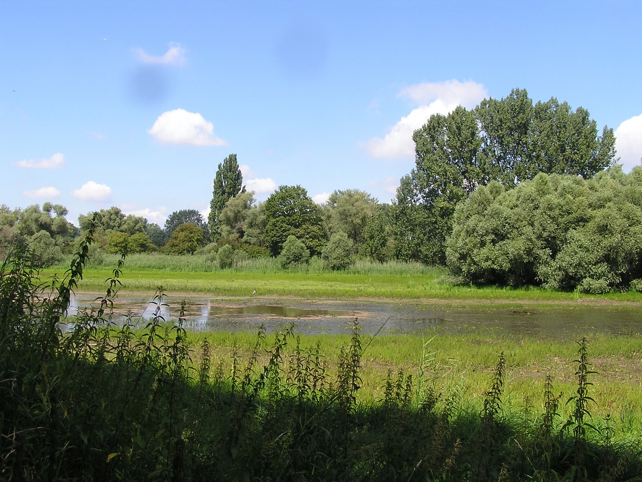 A calm, shallow body of water surrounded by lush green trees and grasses under a bright sky with light clouds.