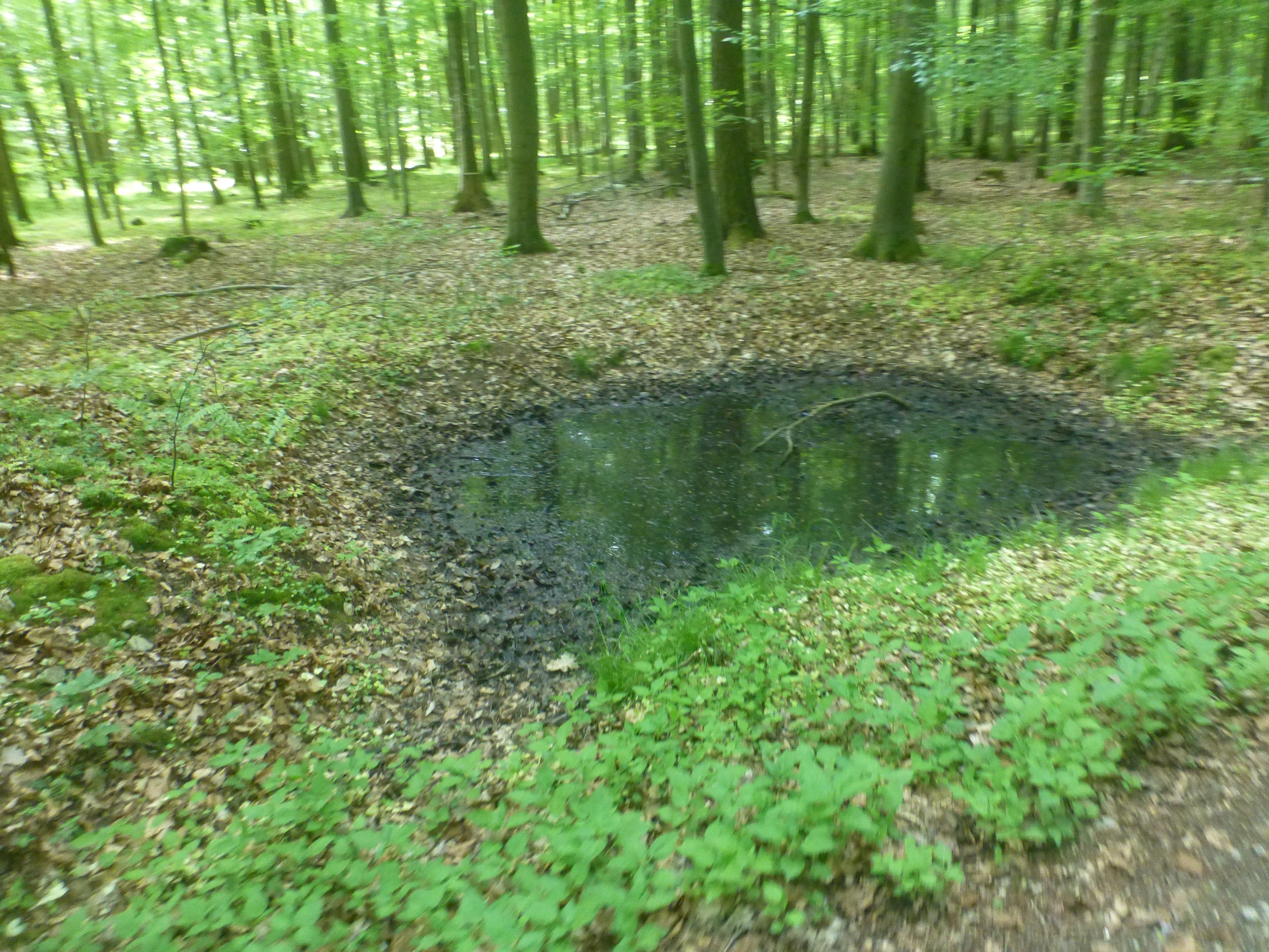 A small, muddy pond surrounded by deciduous trees and leaf litter in a temperate forest setting.