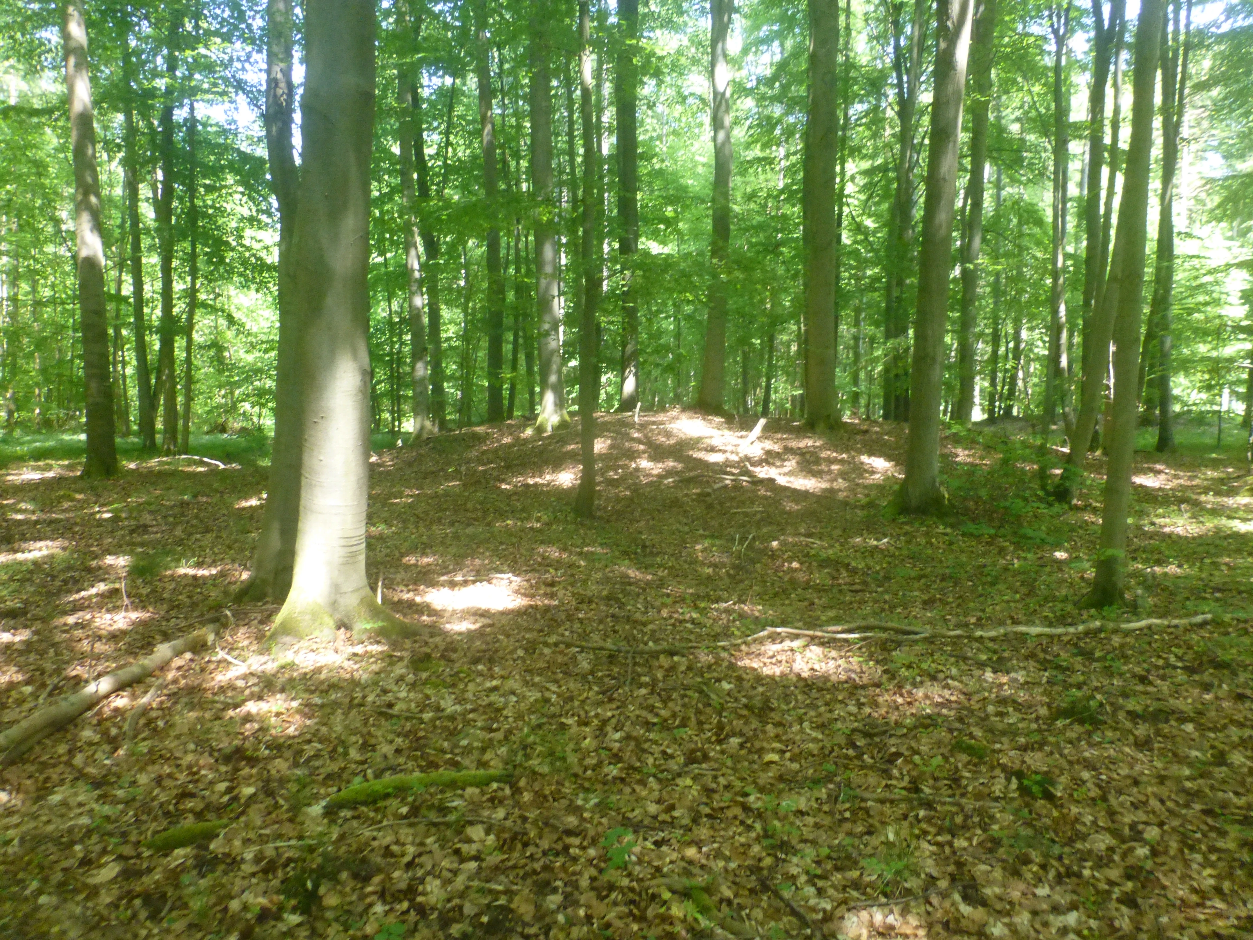 A slightly raised earthen mound surrounded by tall deciduous trees in a forest with a leafy ground cover.