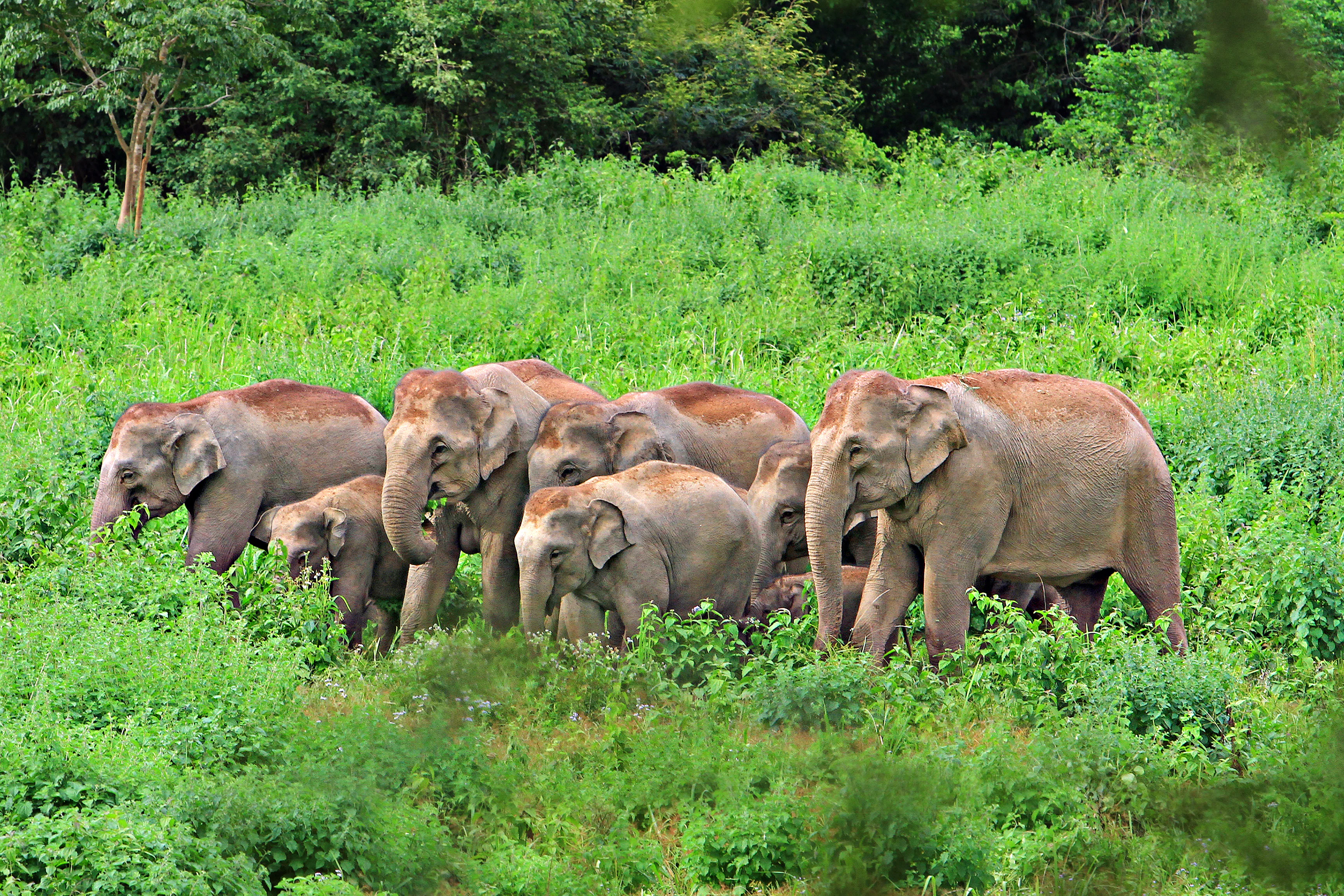 A group of wild elephants including adults and calves standing in dense green vegetation