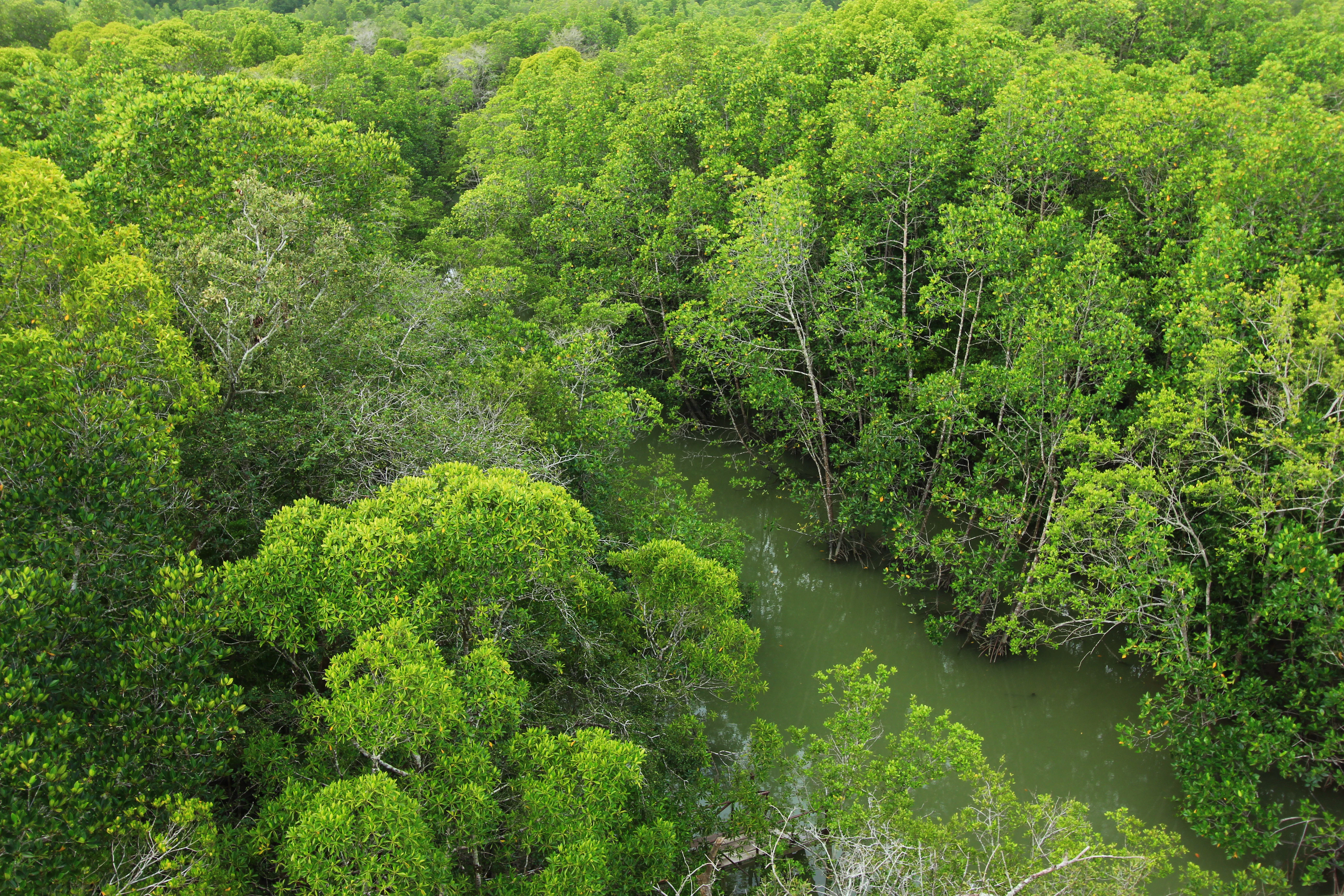 An elevated, high angle view of a lush green mangrove forest, with a narrow, murky channel of water winding through the thick vegetation.
