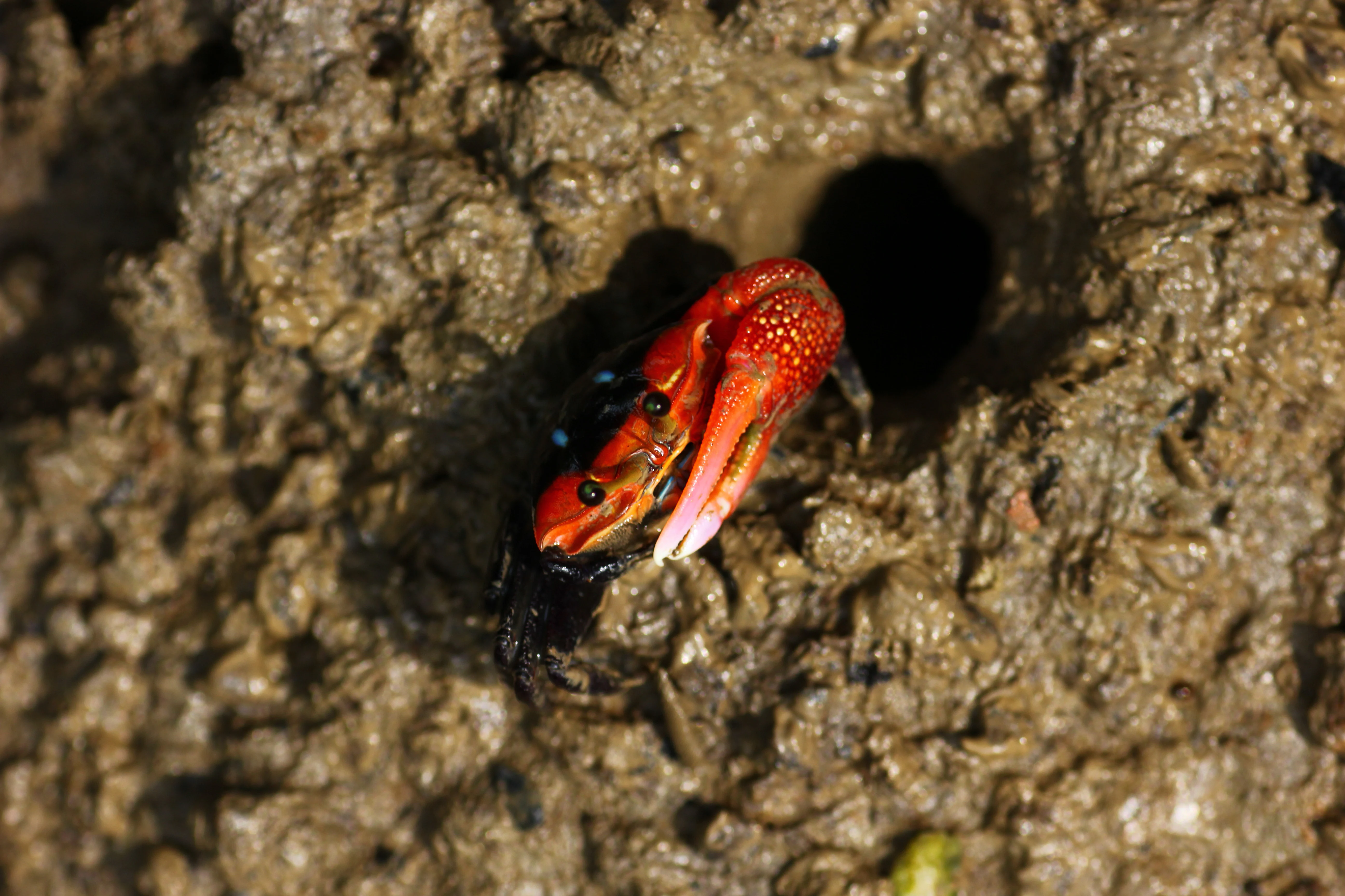 A small crab with a vibrant red shell and one oversized claw rests on textured dark brown mud next to a small dark hole.