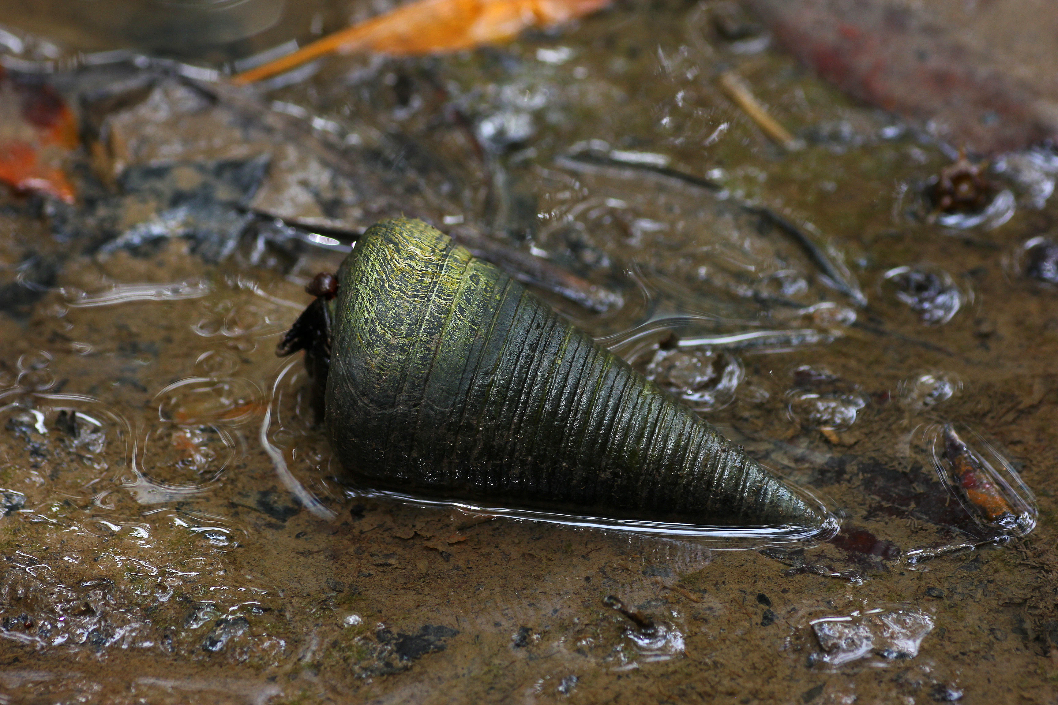 A close up view of a dark, conical Telescopium telescopium snail shell resting on wet, muddy ground.