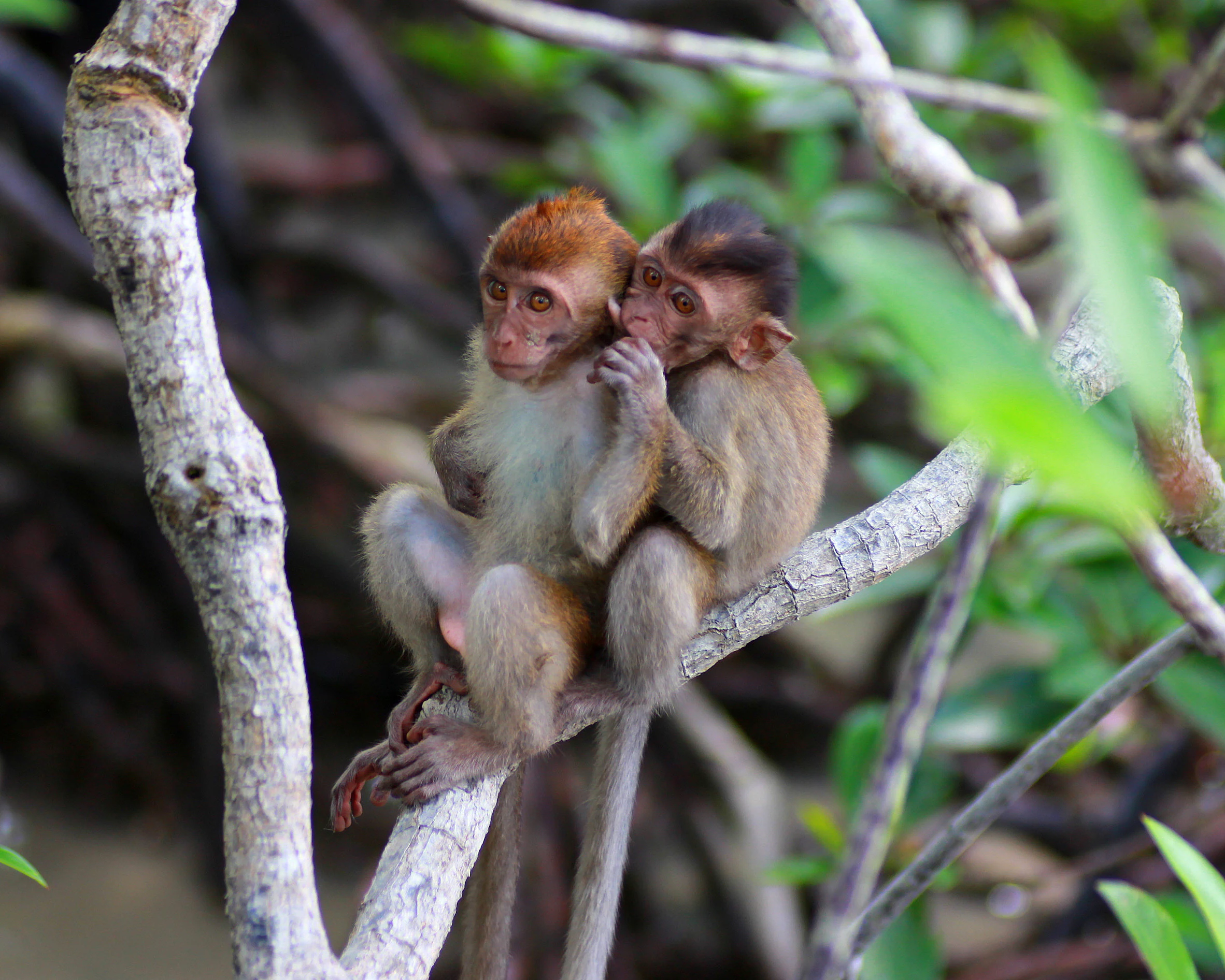 Two small juvenile crab-eating macaques sitting closely together on a mangrove branch in a natural forest setting.