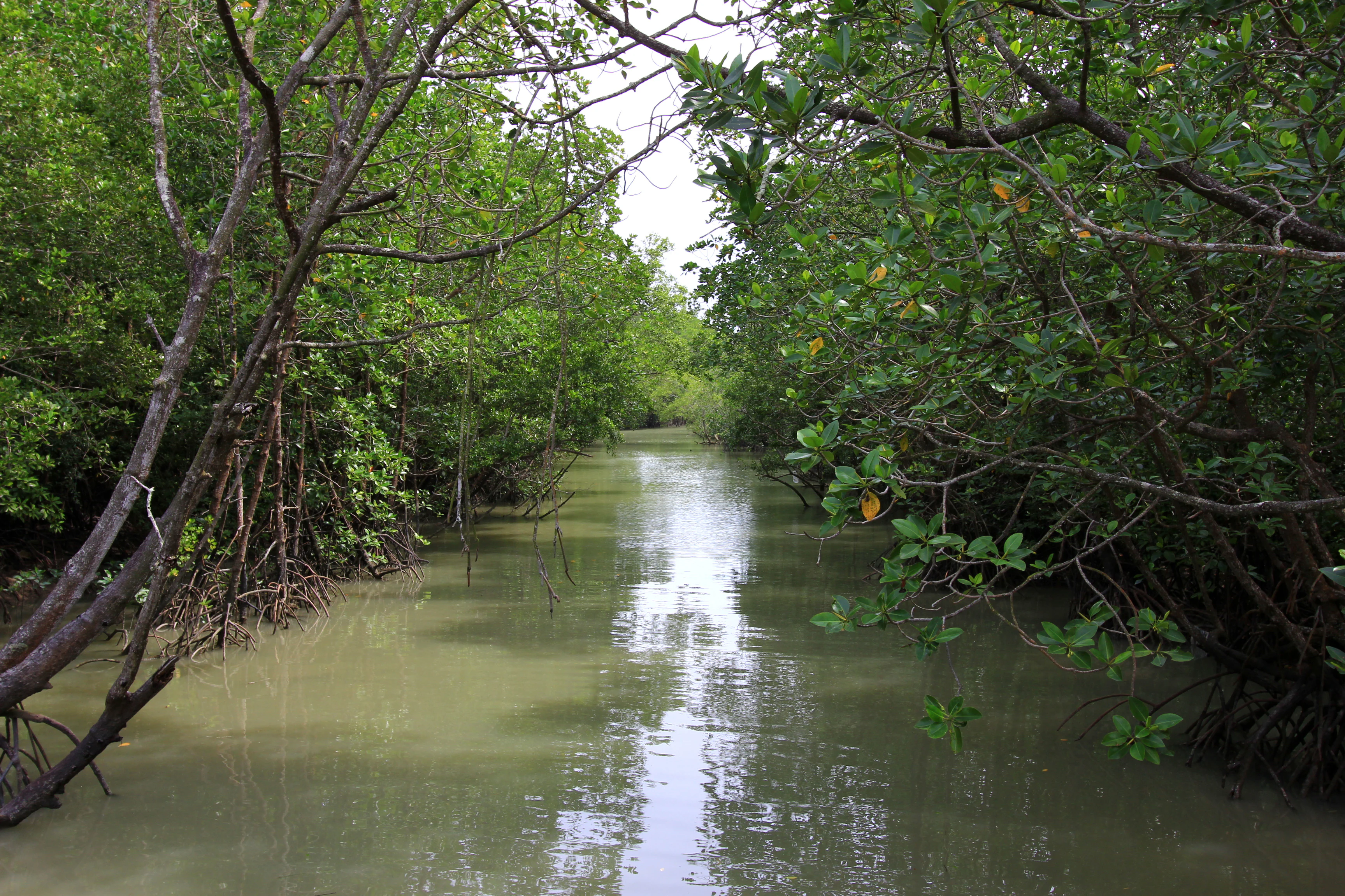 A narrow, calm, murky waterway flows through a dense thicket of green mangrove trees on Kukup Island.