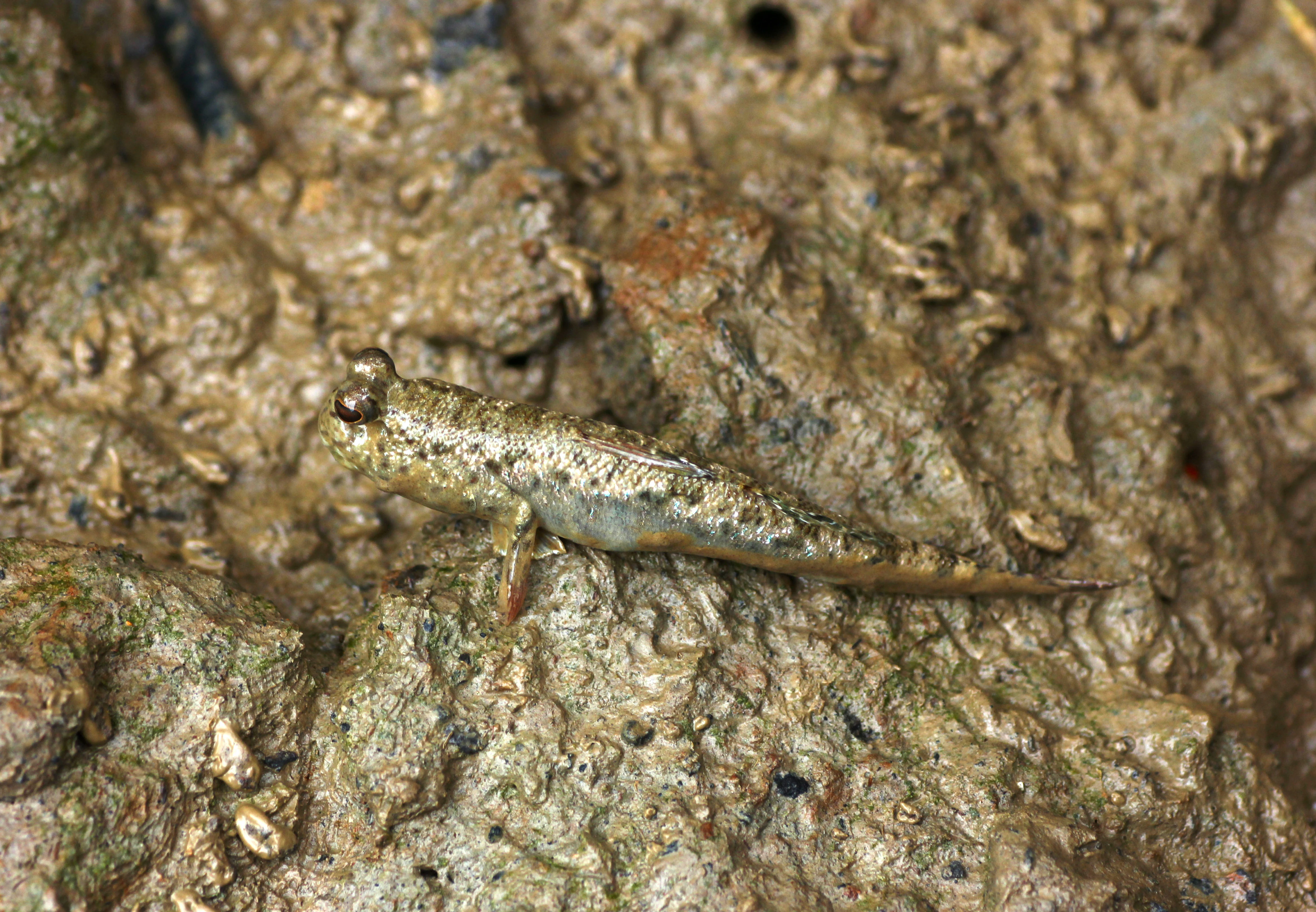 A close-up view of a mudskipper fish with prominent eyes resting on textured wet mud.