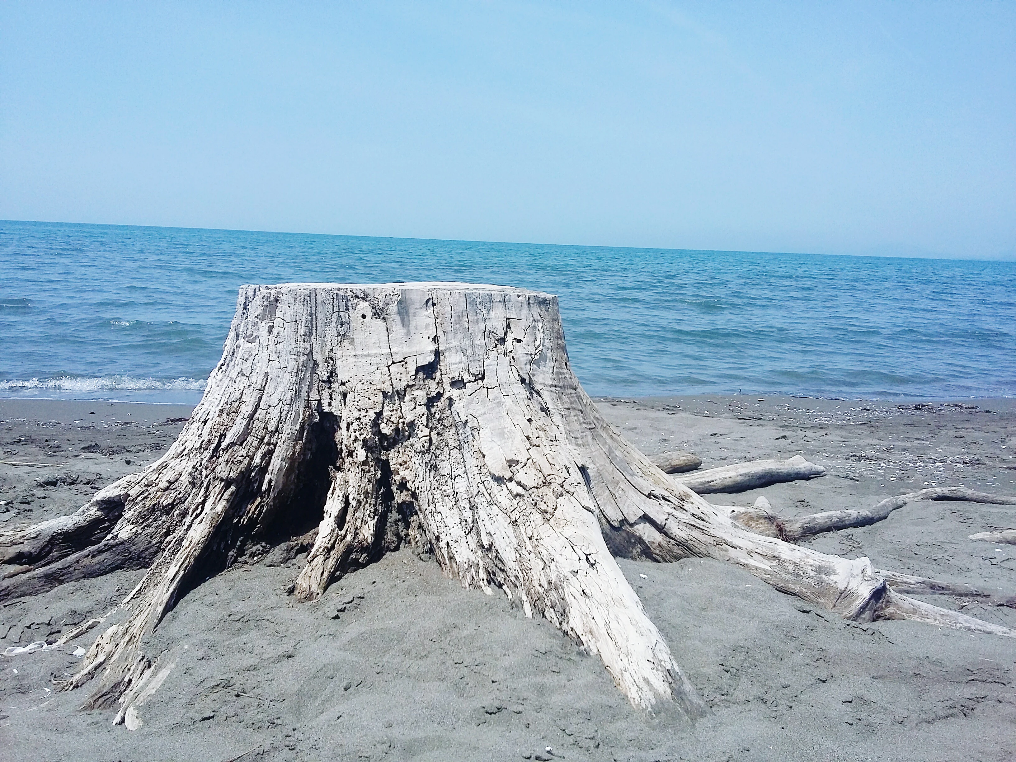 A large, weathered, grey wooden tree stump situated on a sandy beach with the blue water of the Adriatic Sea and a clear sky in the background.