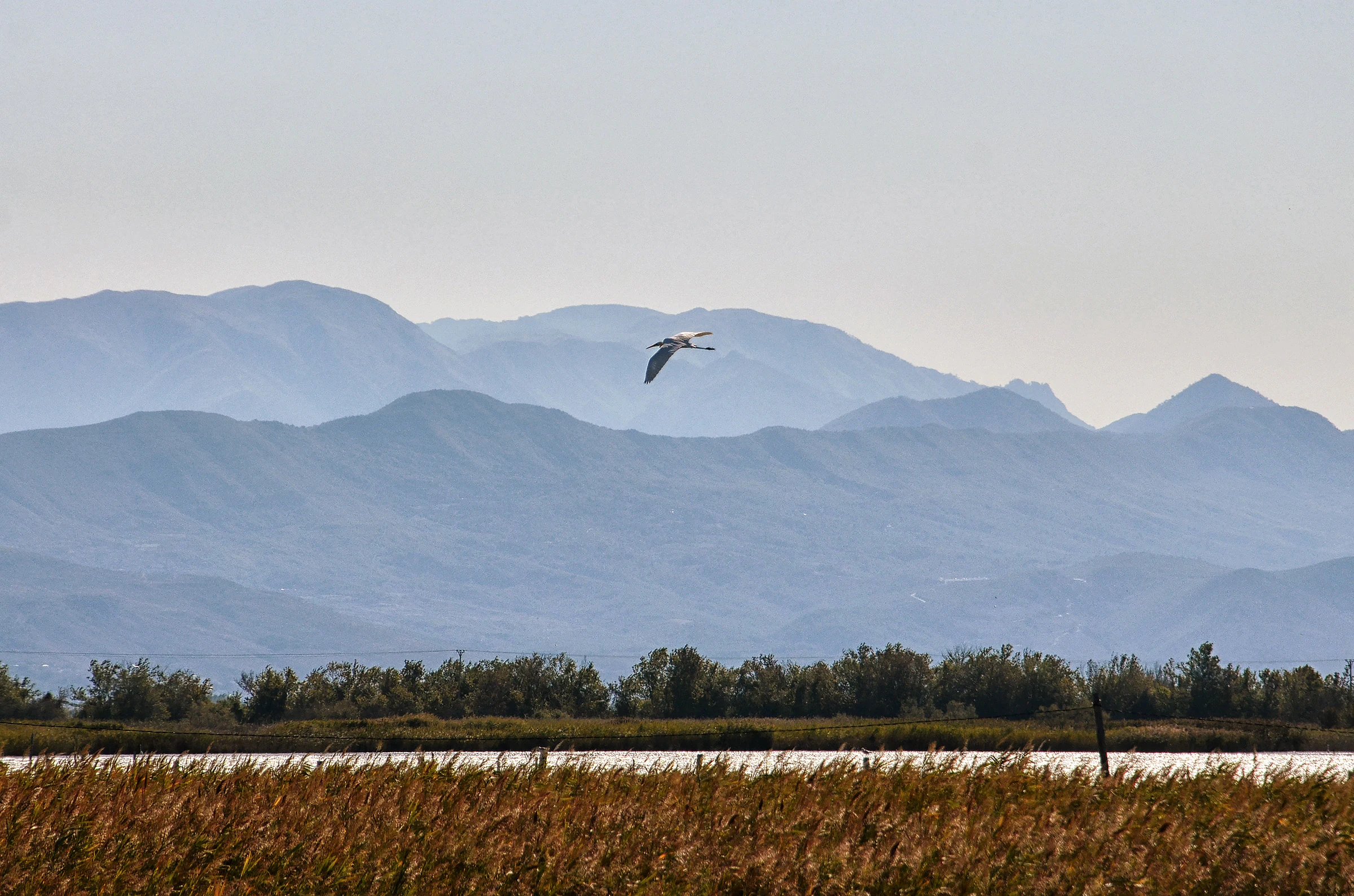 A bird flying over a marshy lagoon with reeds in the foreground and blurred mountain ranges in the distance.
