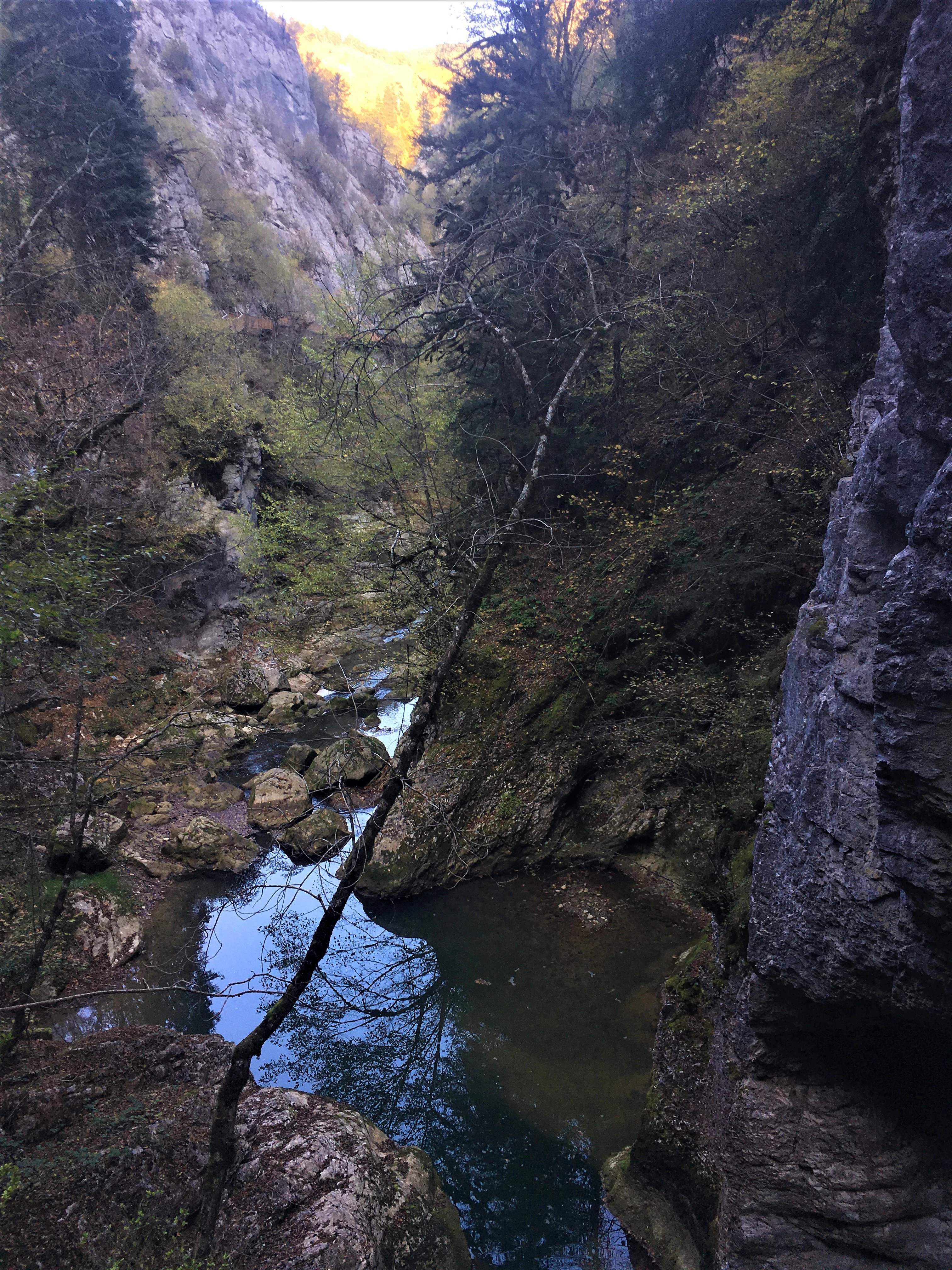 A rocky gorge with a stream flowing through it, surrounded by forested cliffs and trees, with sunlight illuminating the upper canyon