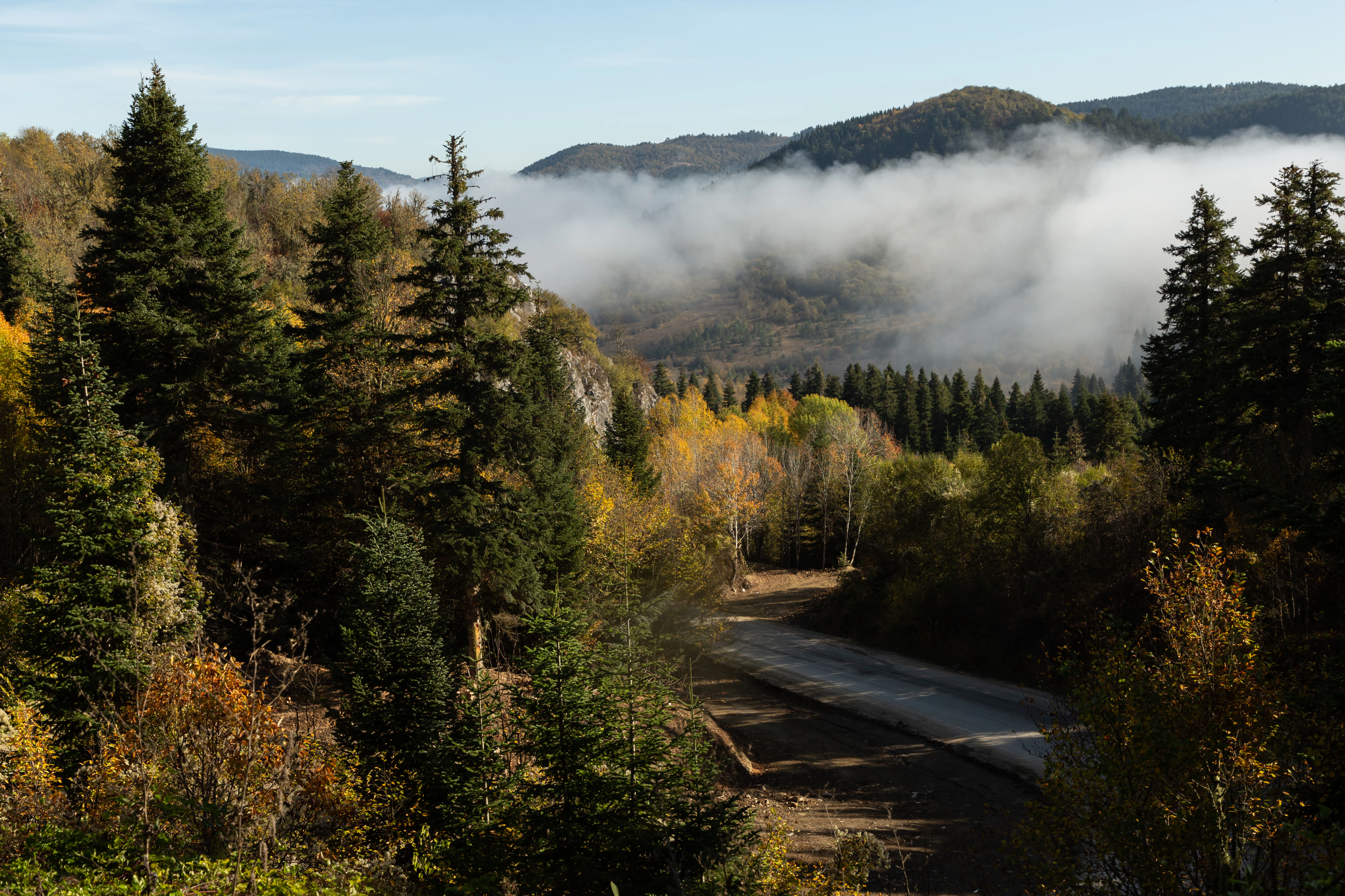 A paved road through a forested mountain landscape with fog in the distance, surrounded by evergreen and deciduous trees.