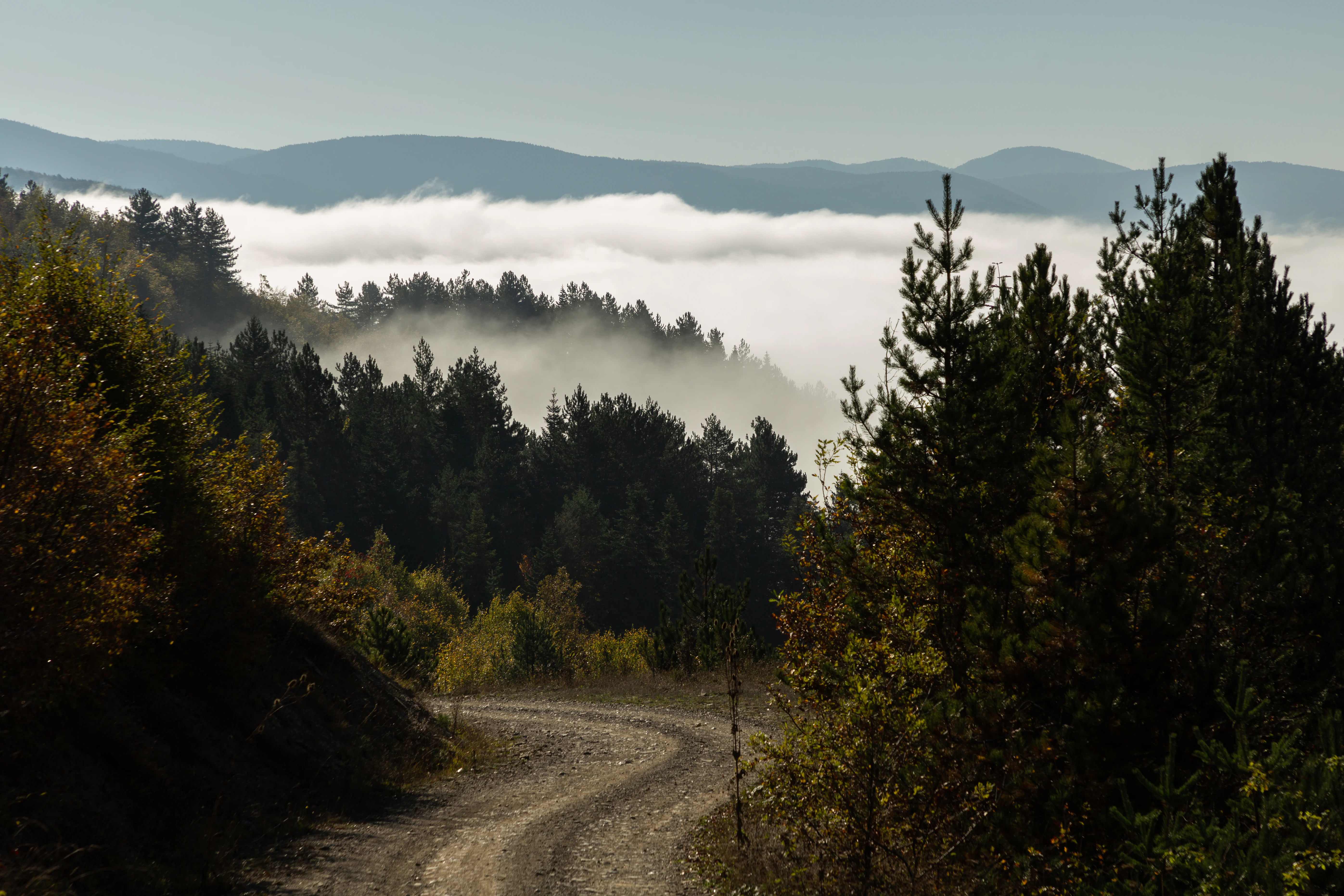 Winding dirt road surrounded by dense forest and fog with distant mountain peaks under a clear sky