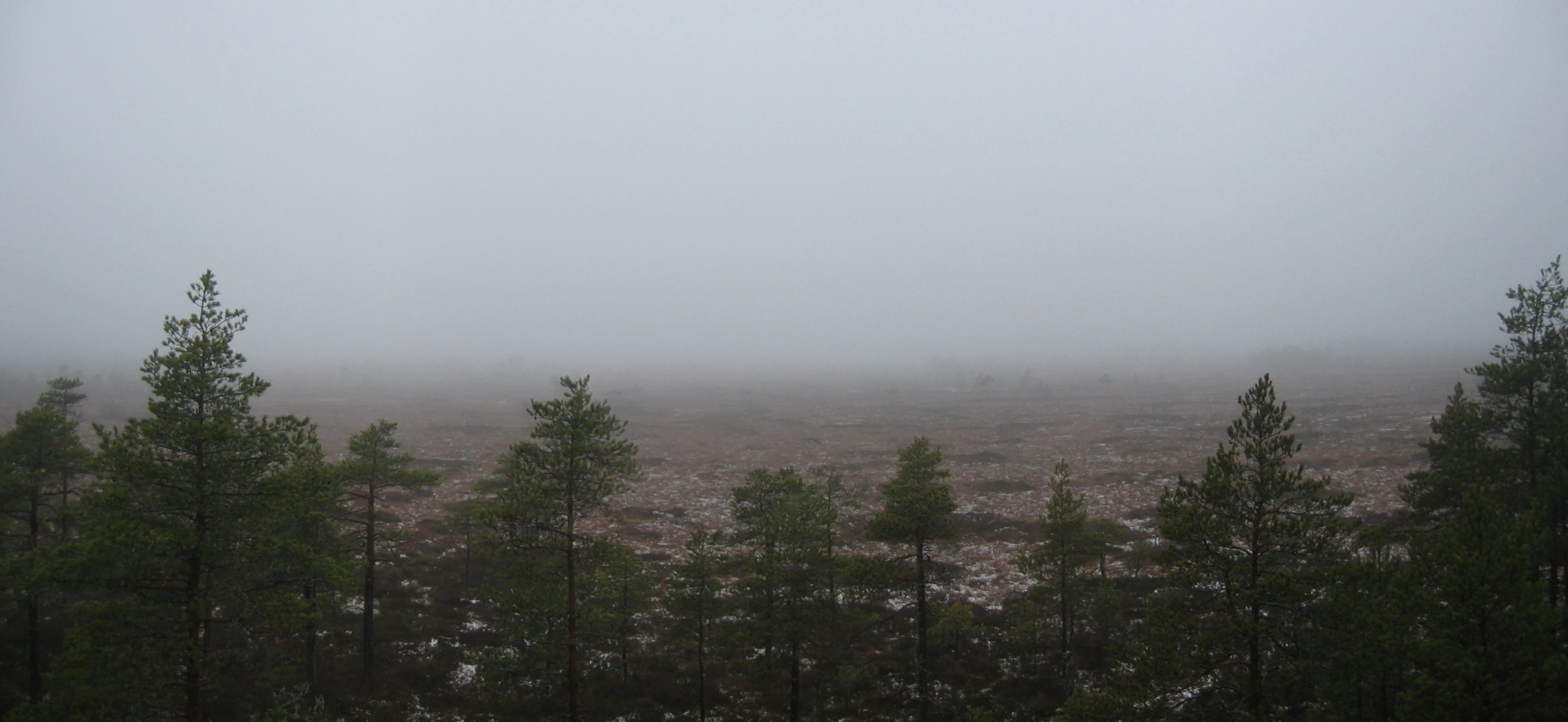 Tall pine trees in the foreground with a foggy mire landscape stretching to the horizon