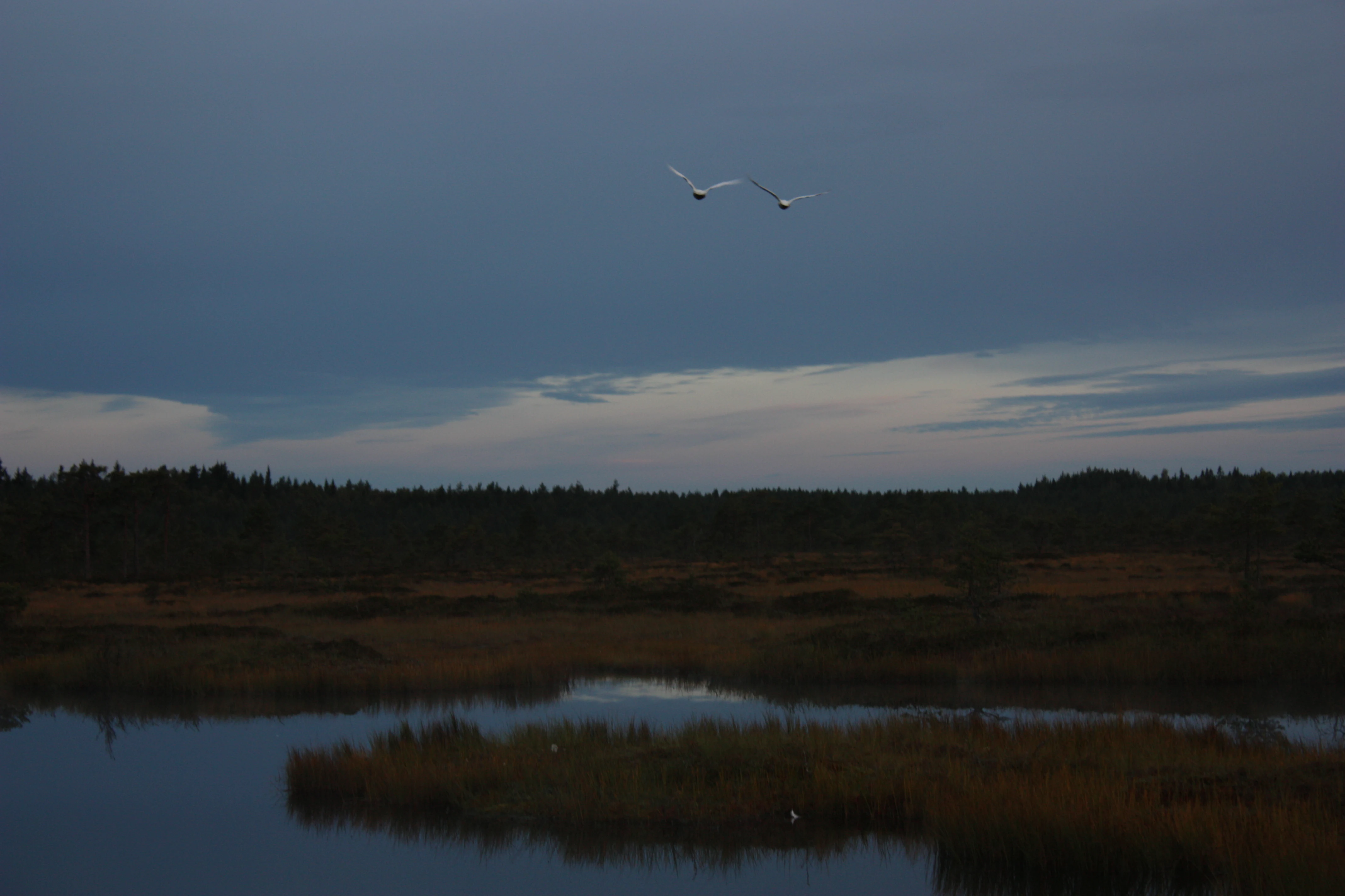 Two white swans flying above a dark body of water with marshy shoreline and forested horizon under cloudy sky