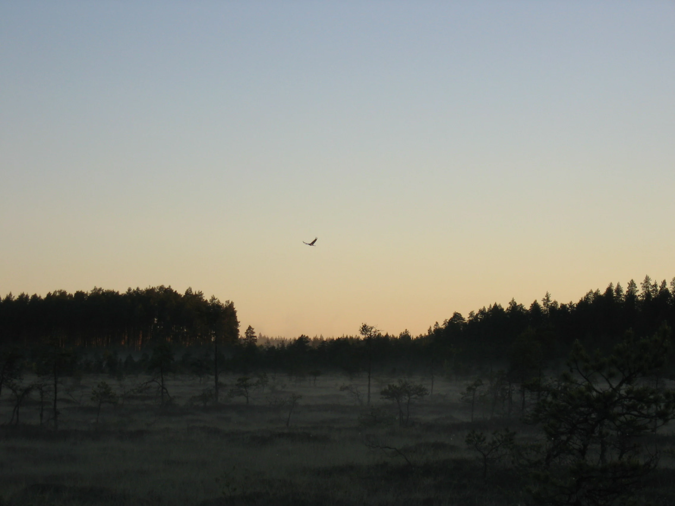 Silhouette of a crane in flight over a bog landscape with forested background and gradient dawn sky.